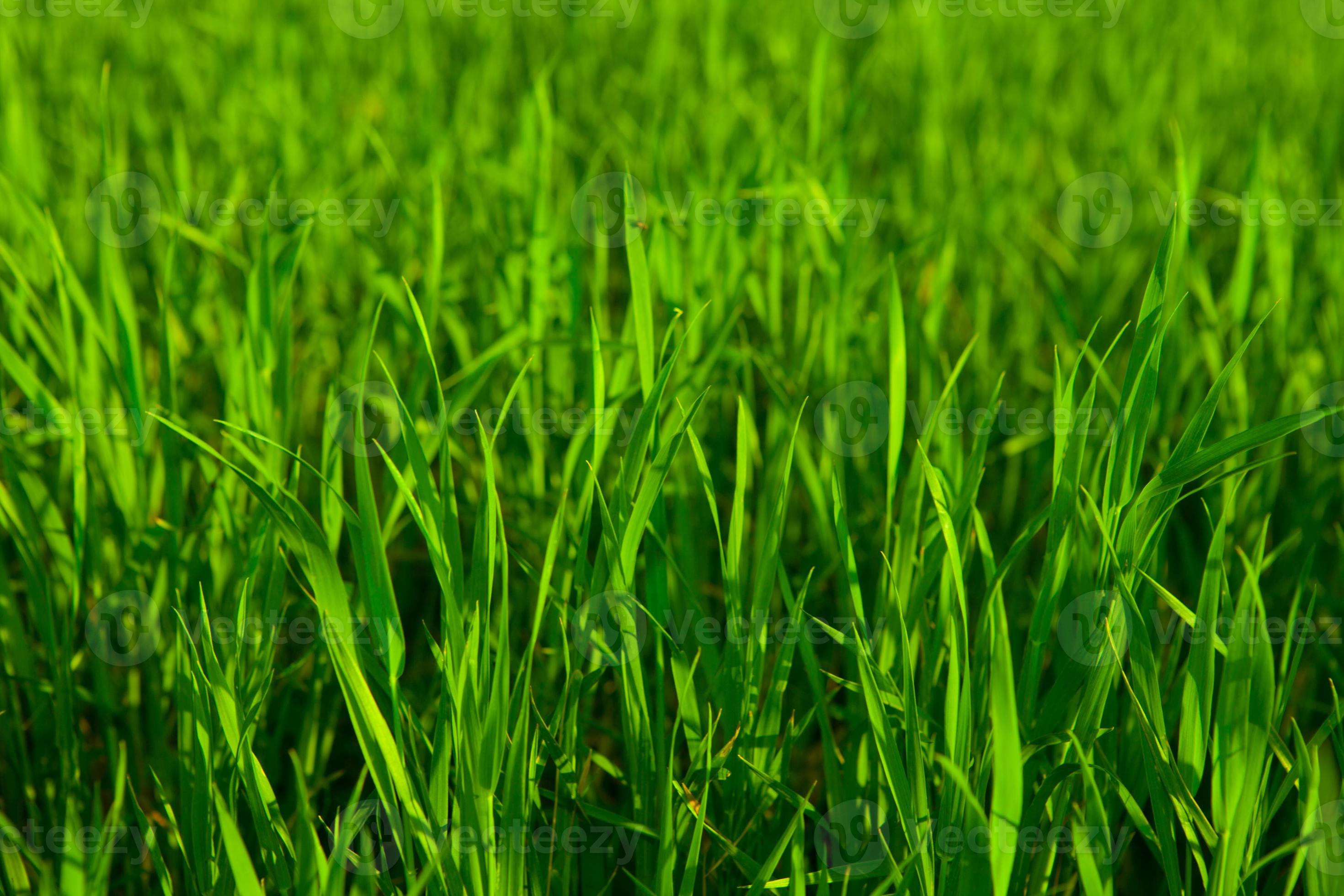 Fresh green grass 786938 Stock Photo at Vecteezy