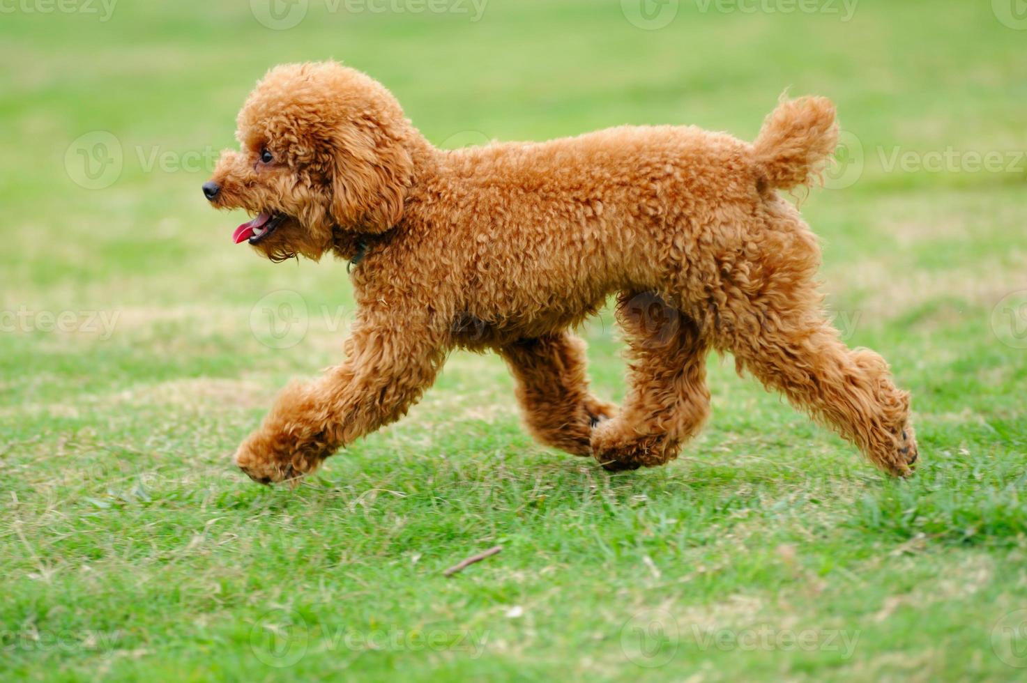 little-toy-poodle-dog-running-787945-stock-photo-at-vecteezy