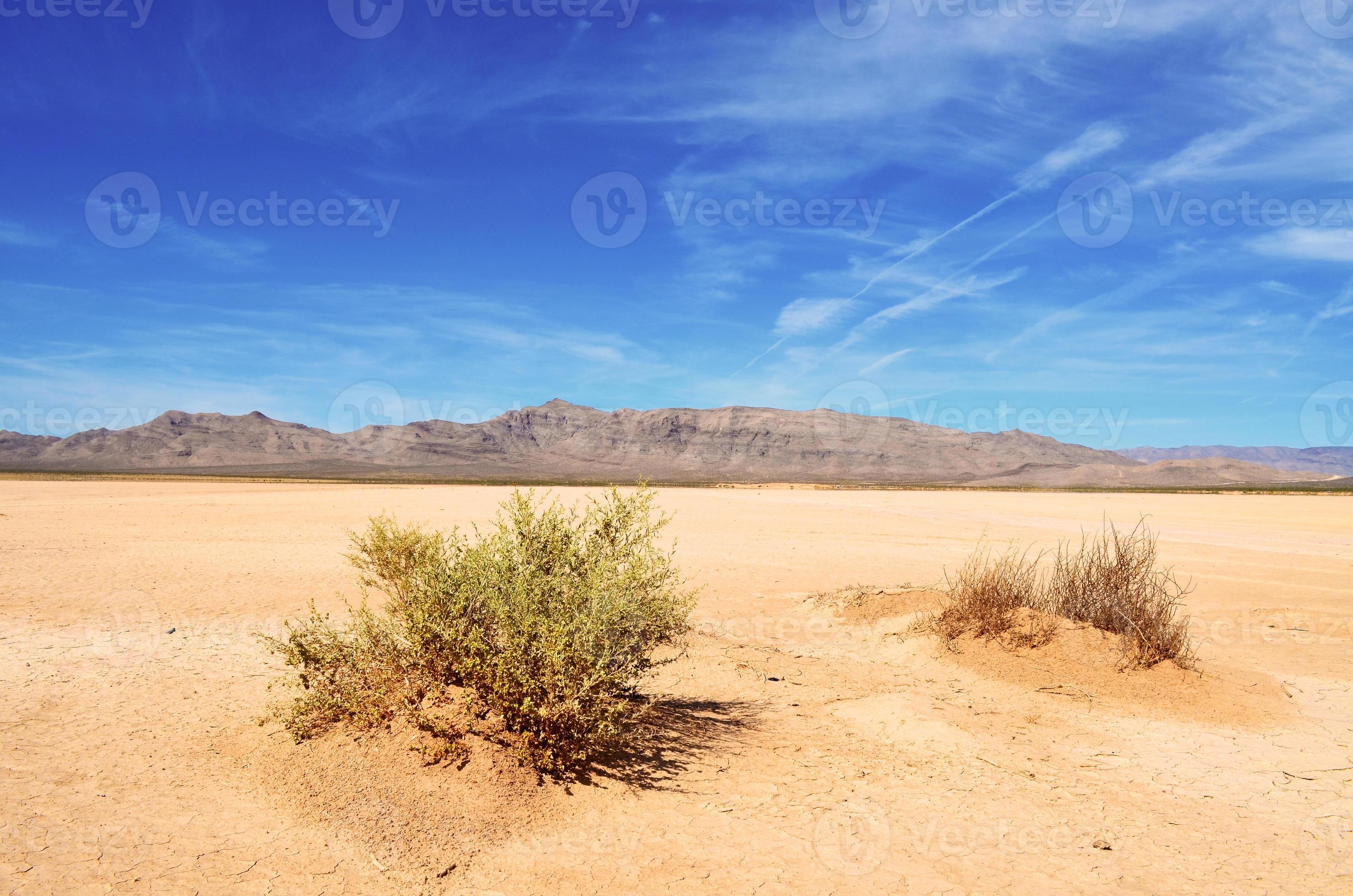 Desert Bushes 789826 Stock Photo at Vecteezy