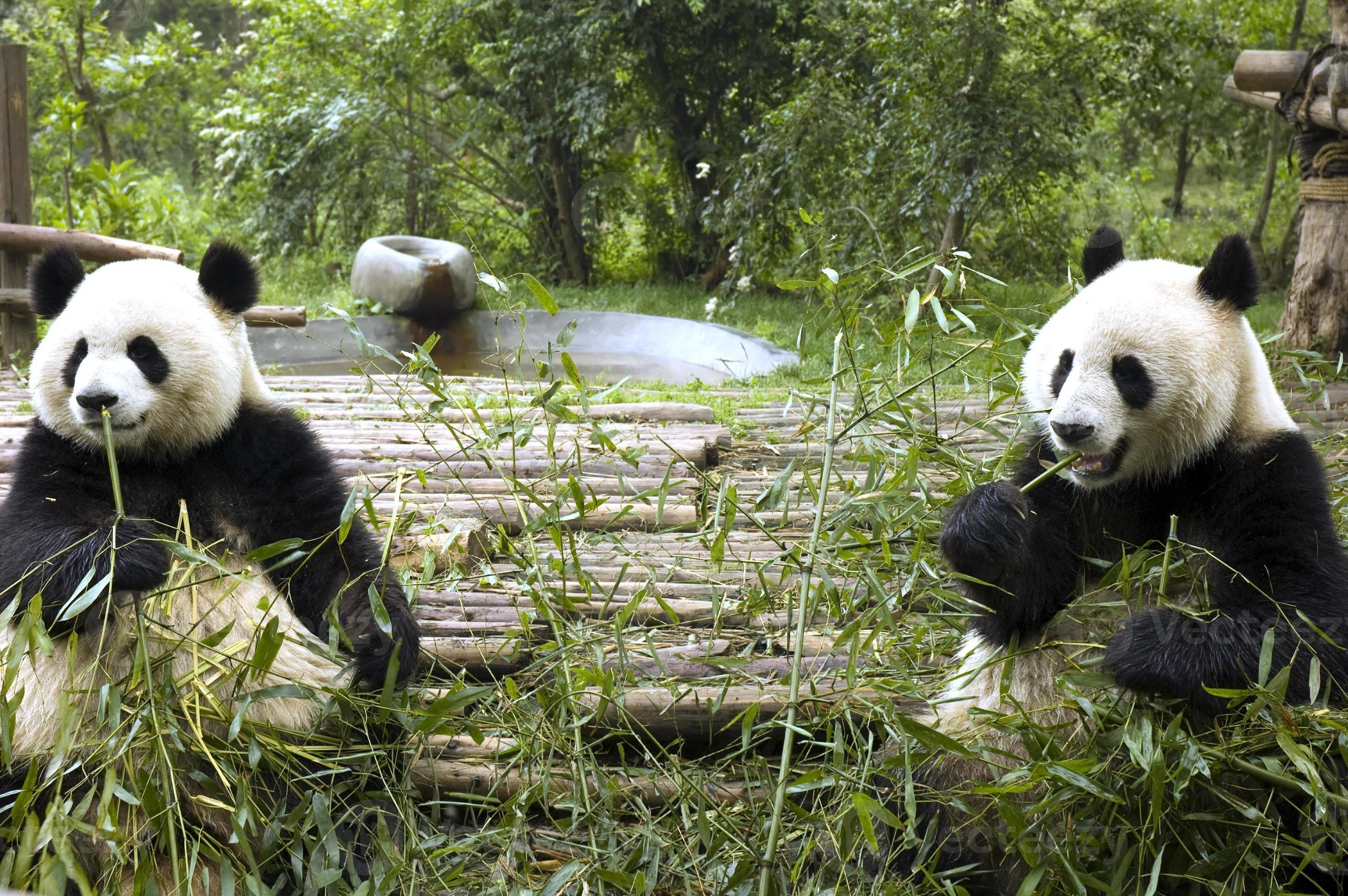животные и еда. кормление панды в зоопарке. кормление панды в зоопарке. кормление панды в зоопарке. потомство панды.