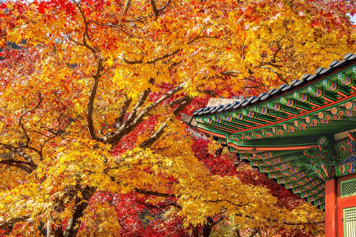 Roof of Gyeongbukgung and Maple tree in autumn in korea. 791201 Stock