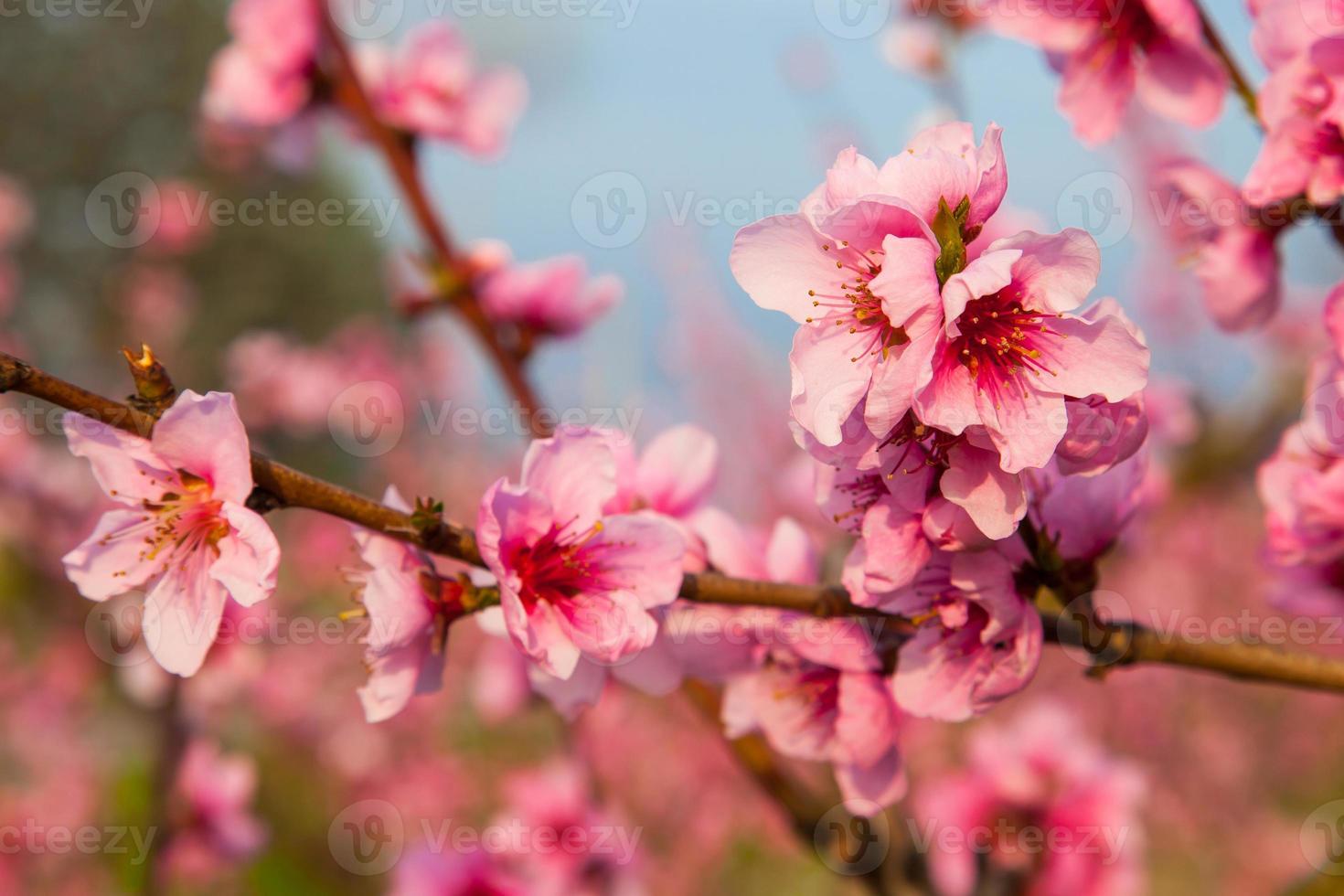 peach flowers photo