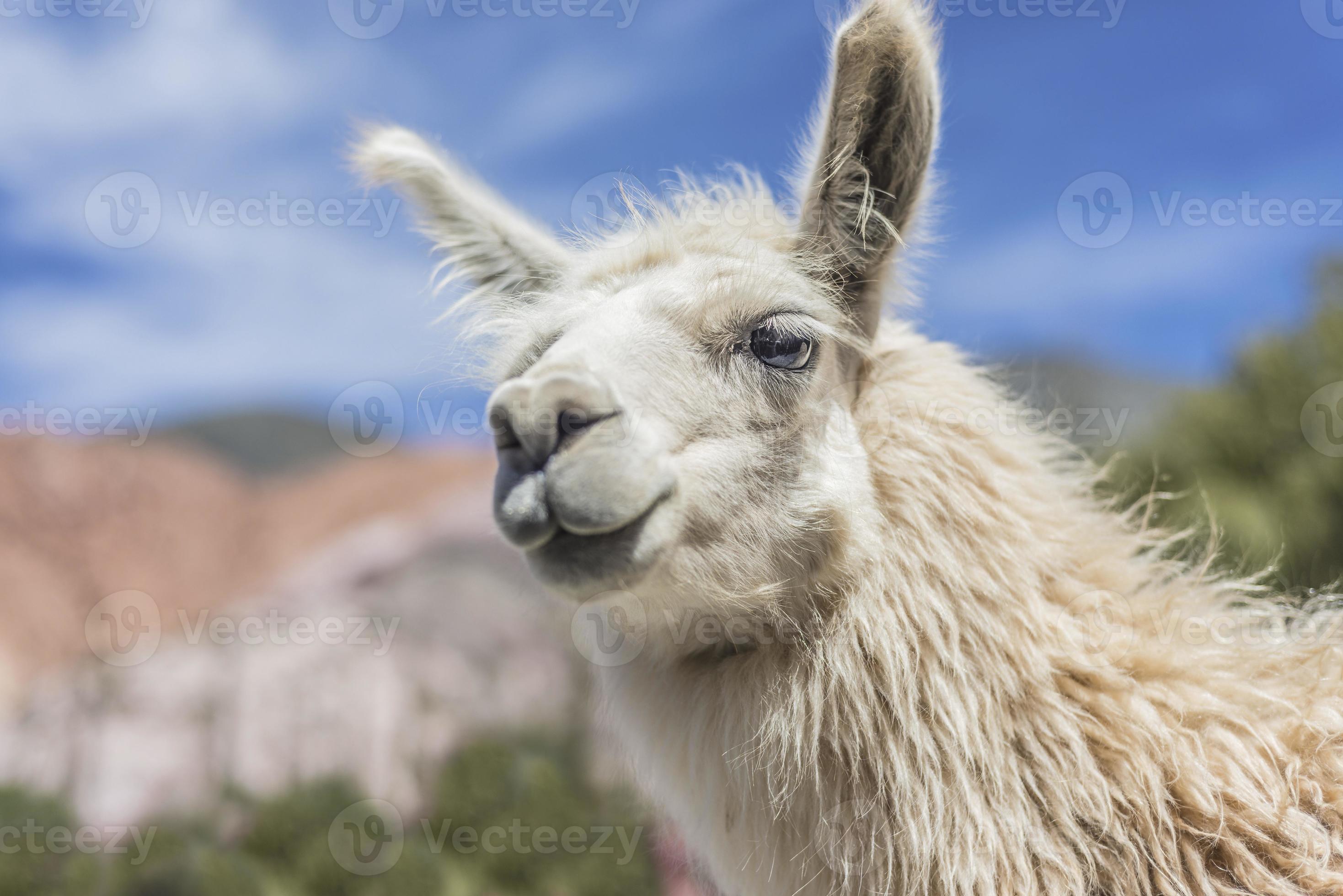 Llama in Purmamarca, Jujuy, Argentina. 792825 Stock Photo at Vecteezy