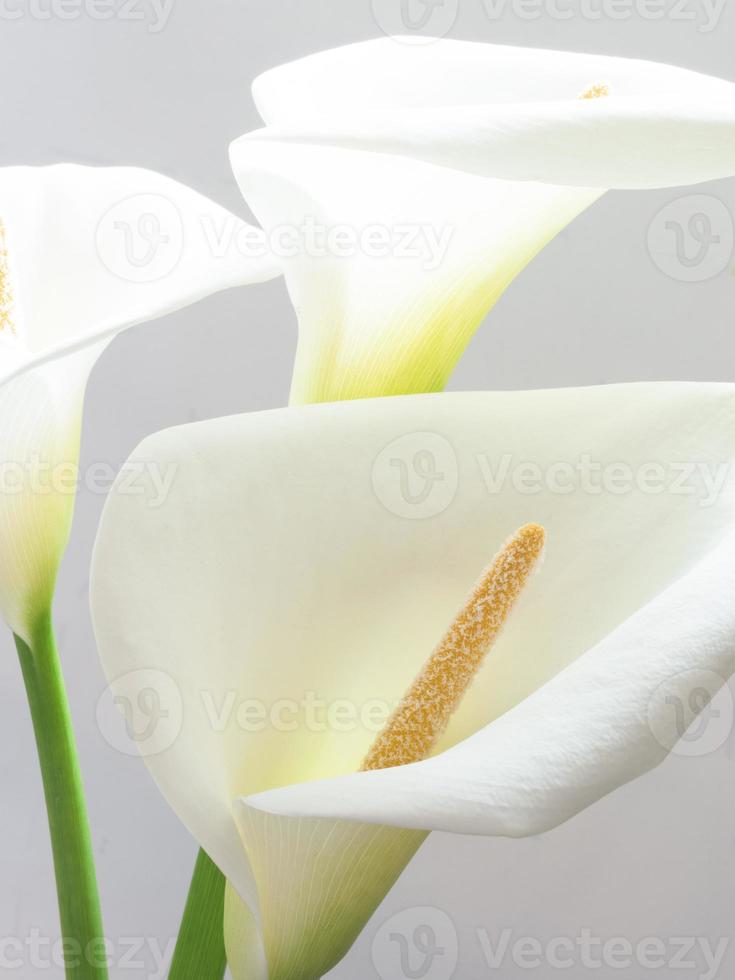 flores de cala blanca 793235 Foto de stock en Vecteezy