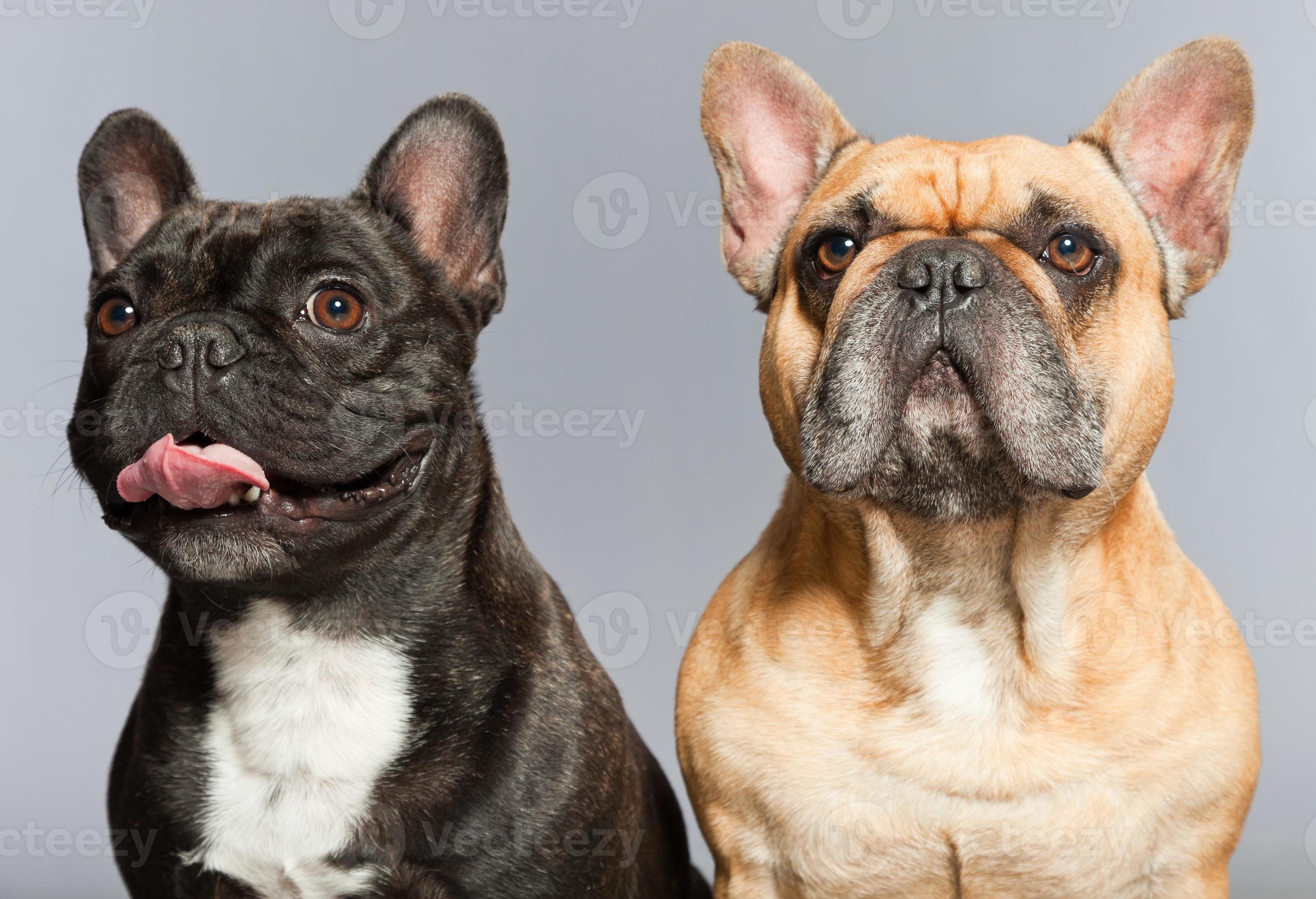 Black and brown french bulldogs together. Funny dogs. 794741 Stock Photo at  Vecteezy