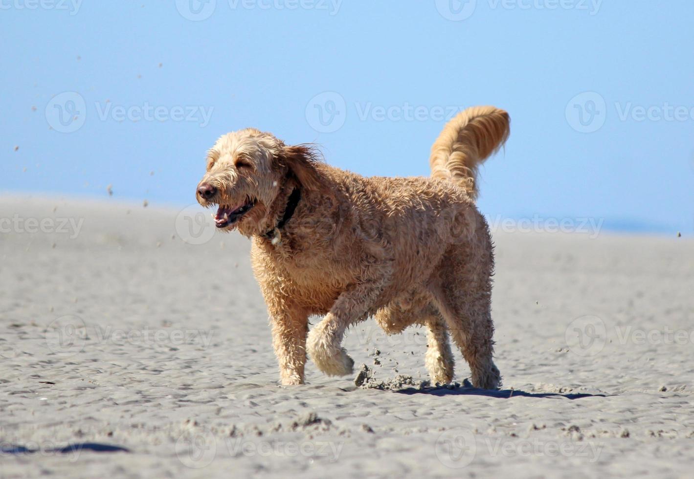 perro feliz corriendo en la playa foto