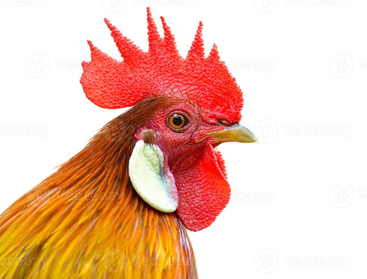 Cockerel (Rooster) isolated on white background photo