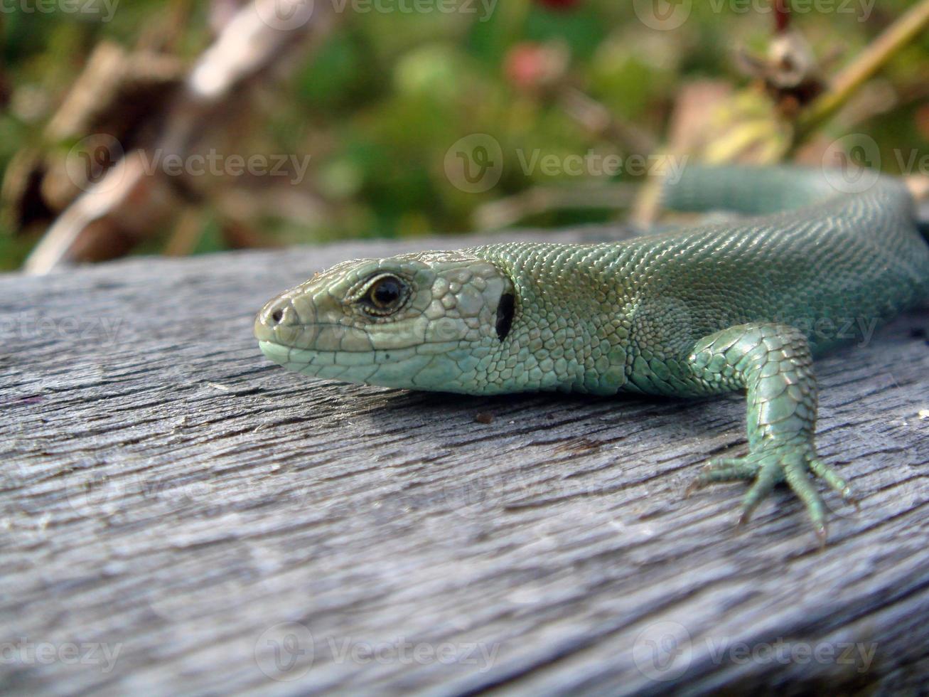 Green lizard photo