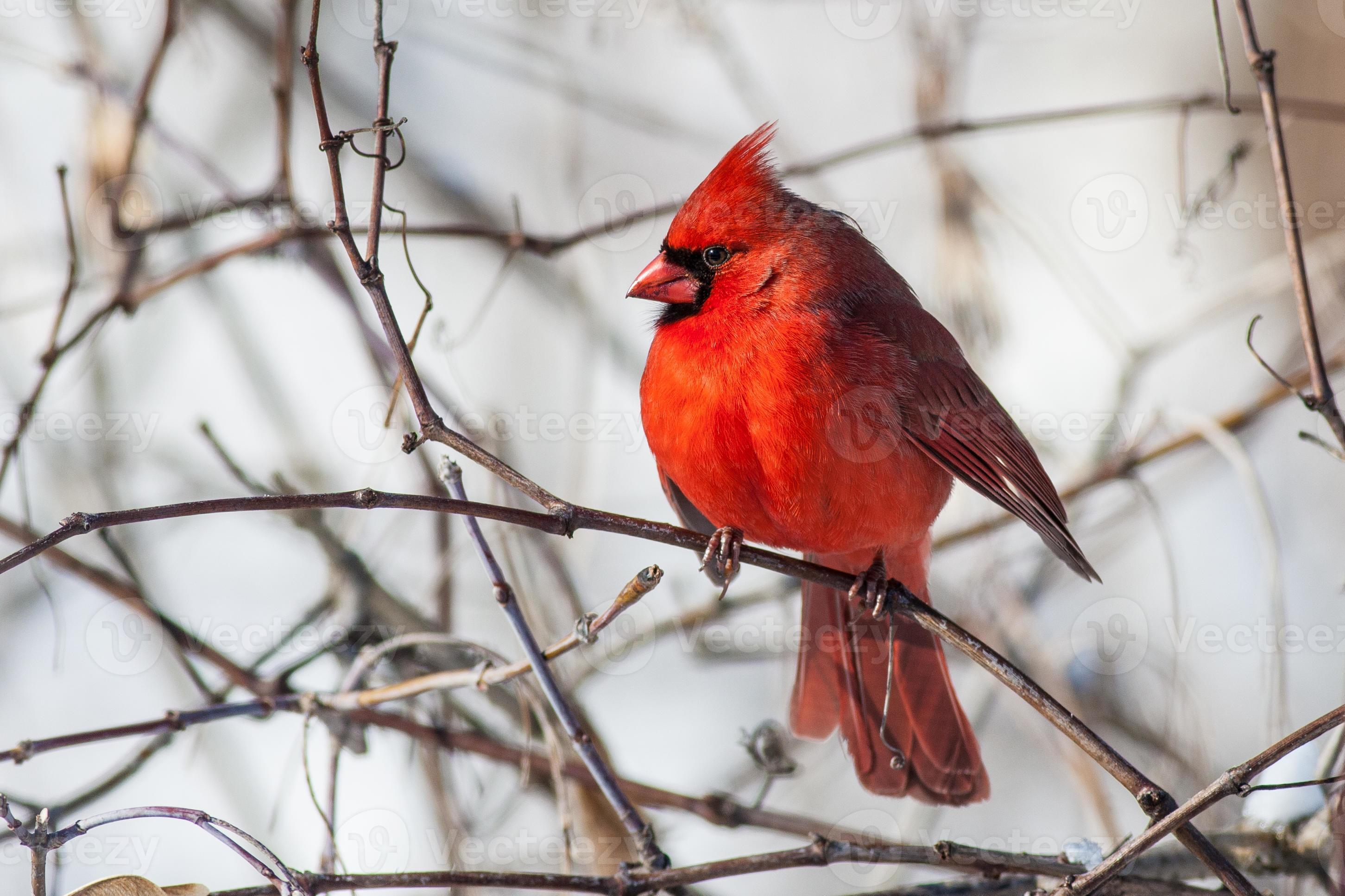 cardenal masculino foto