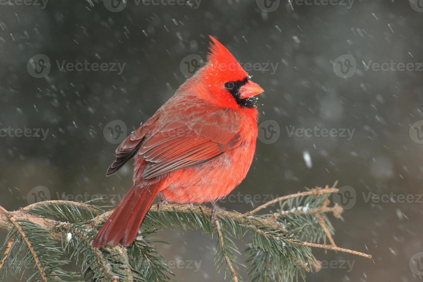 cardenal en la nieve foto