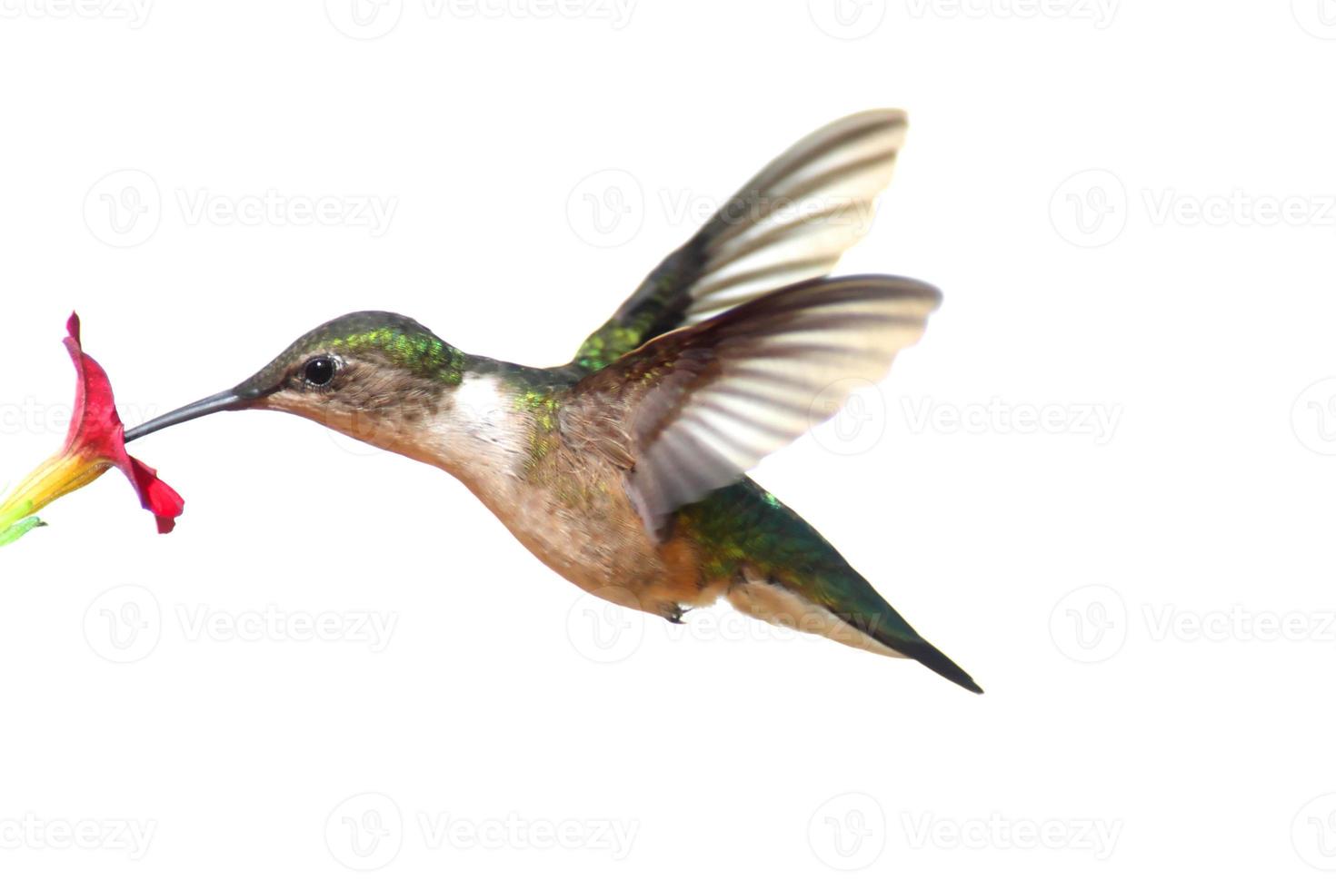 Isolated Ruby-throated Hummingbird photo