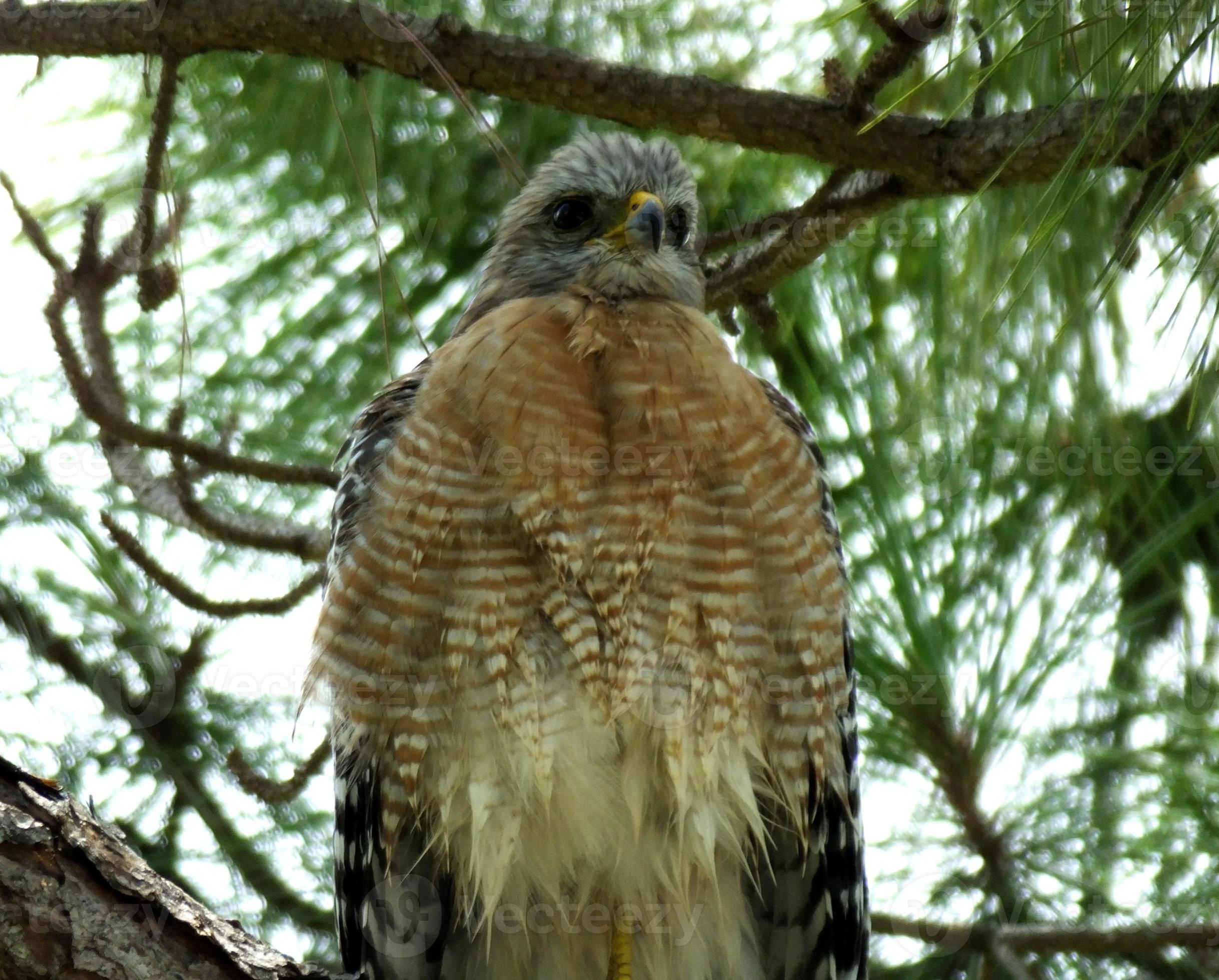 Redshouldered Hawk (Buteo lineatus) 801984 Stock Photo at Vecteezy