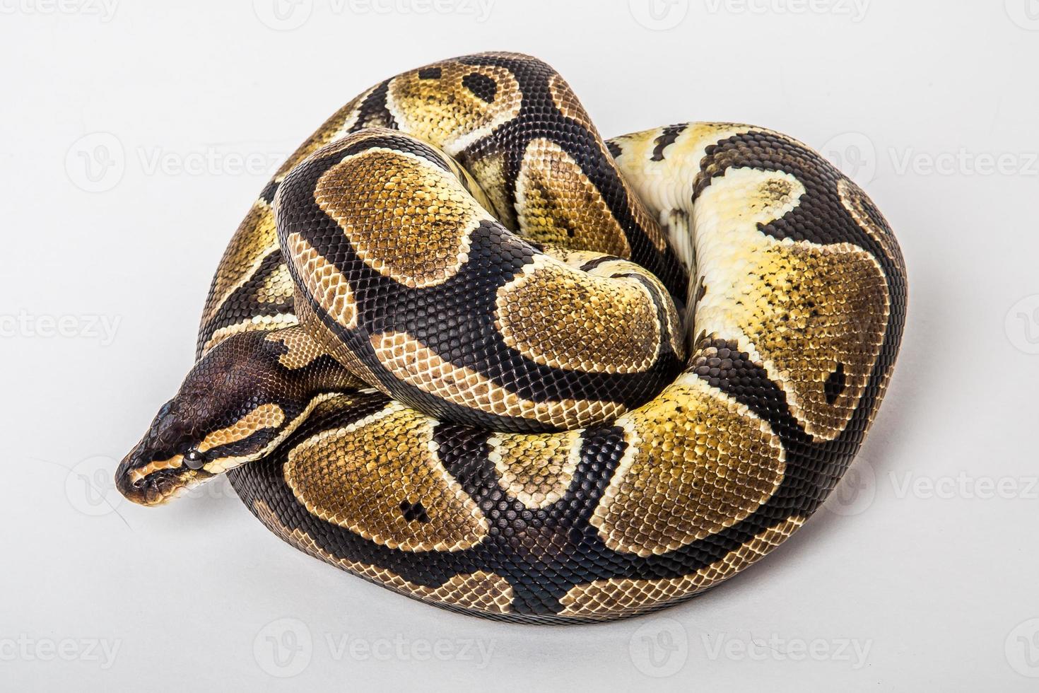Ball python photo