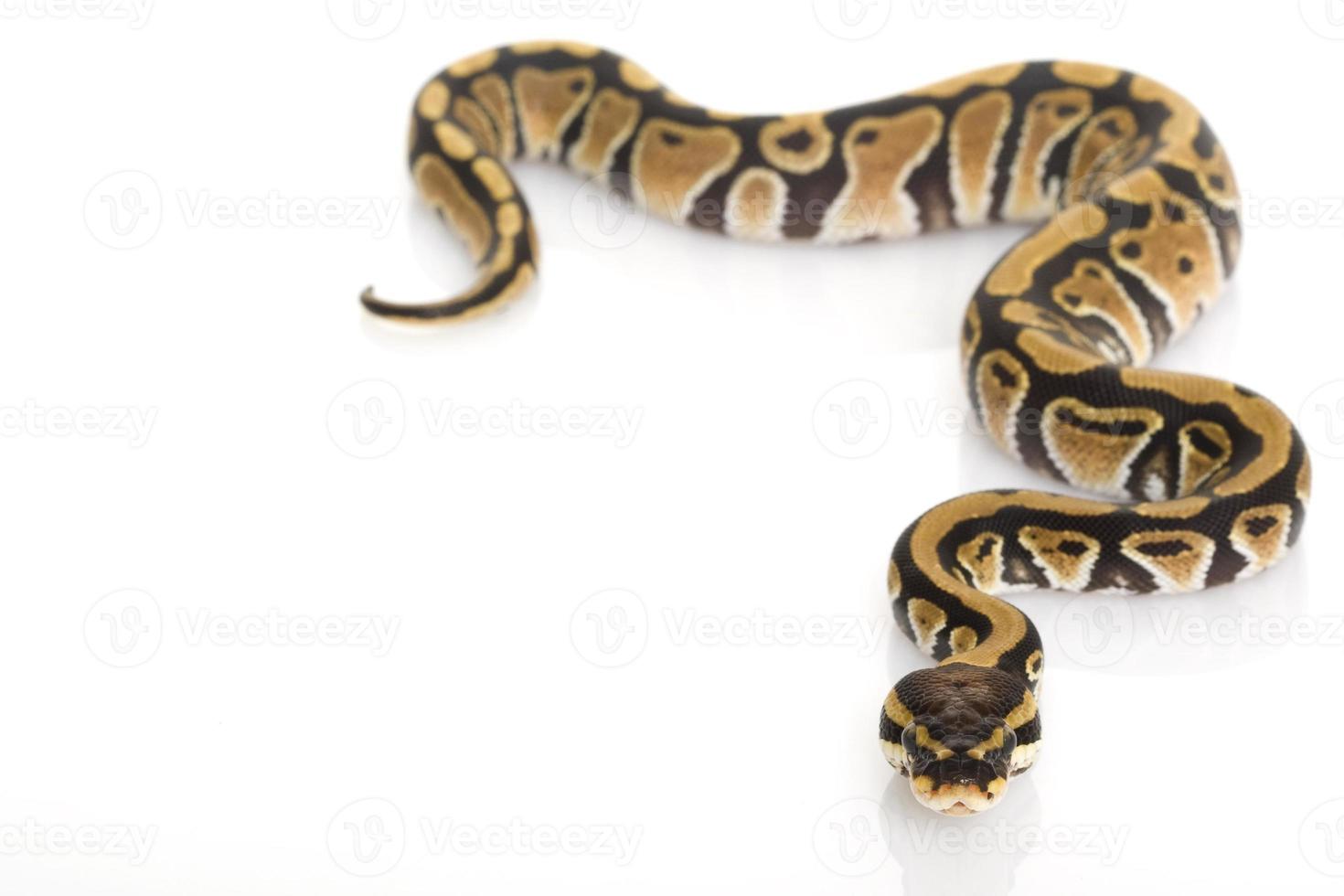 Ball Python 802085 Stock Photo at Vecteezy
