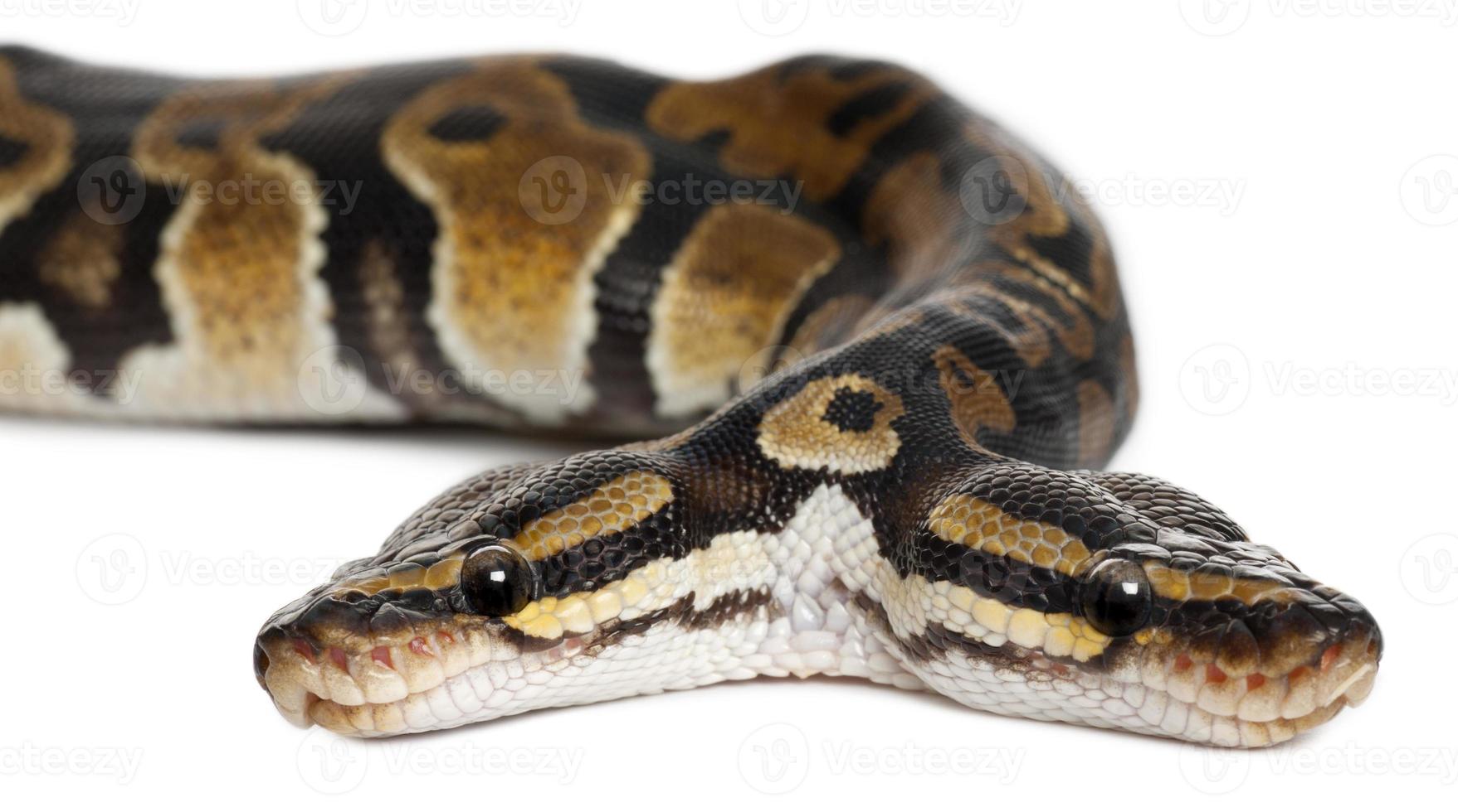Close-up of Two headed Royal Python photo