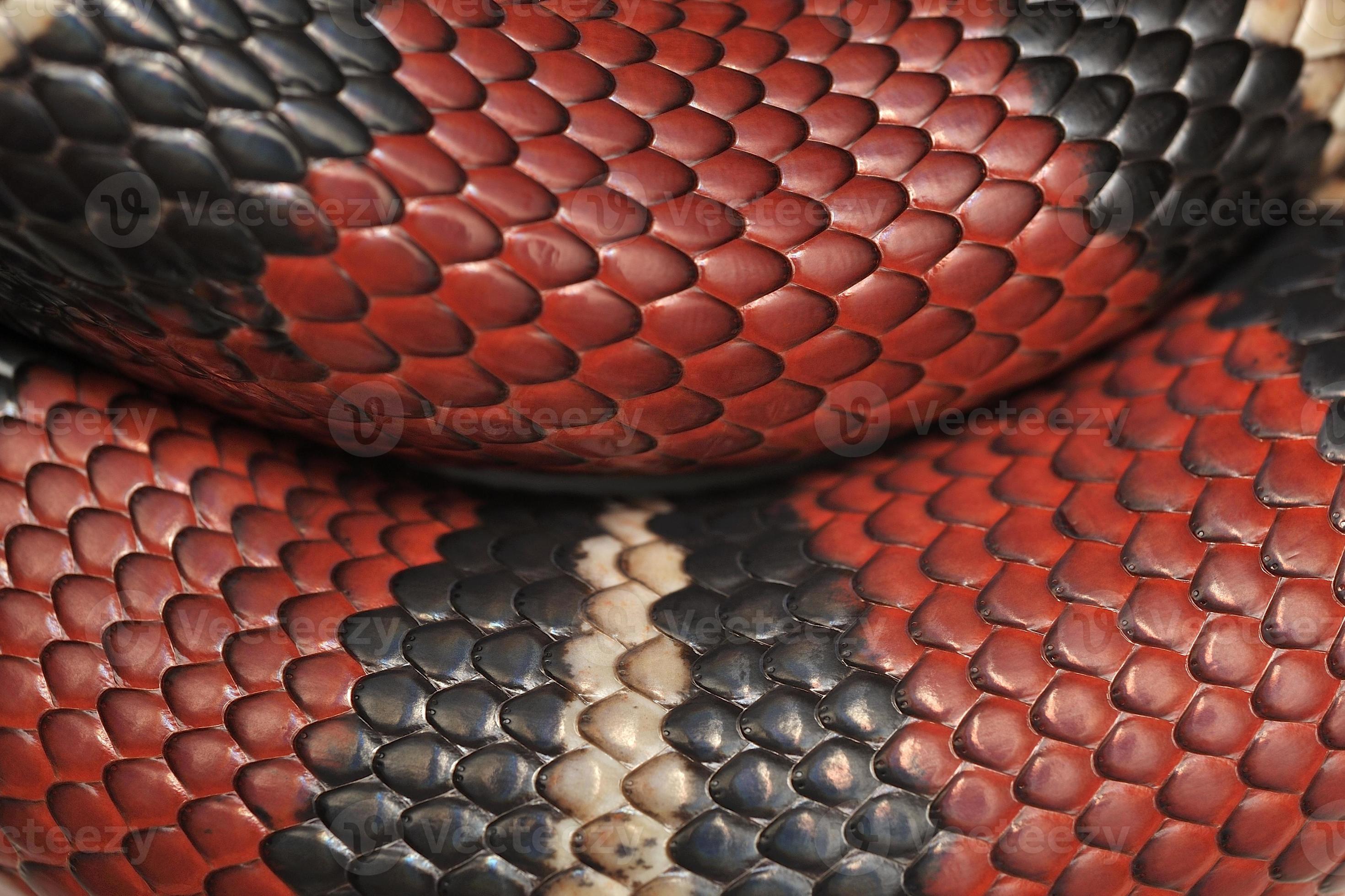 scales-of-milksnake-lampropeltis-triangulum-802151-stock-photo-at