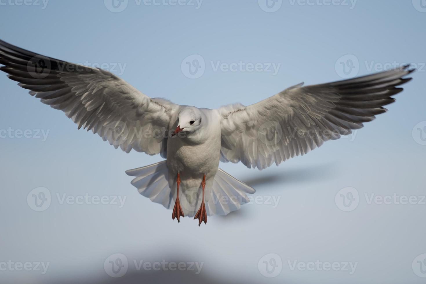 Gull flying photo