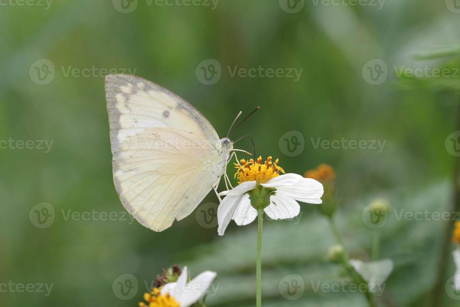 butter fly photo