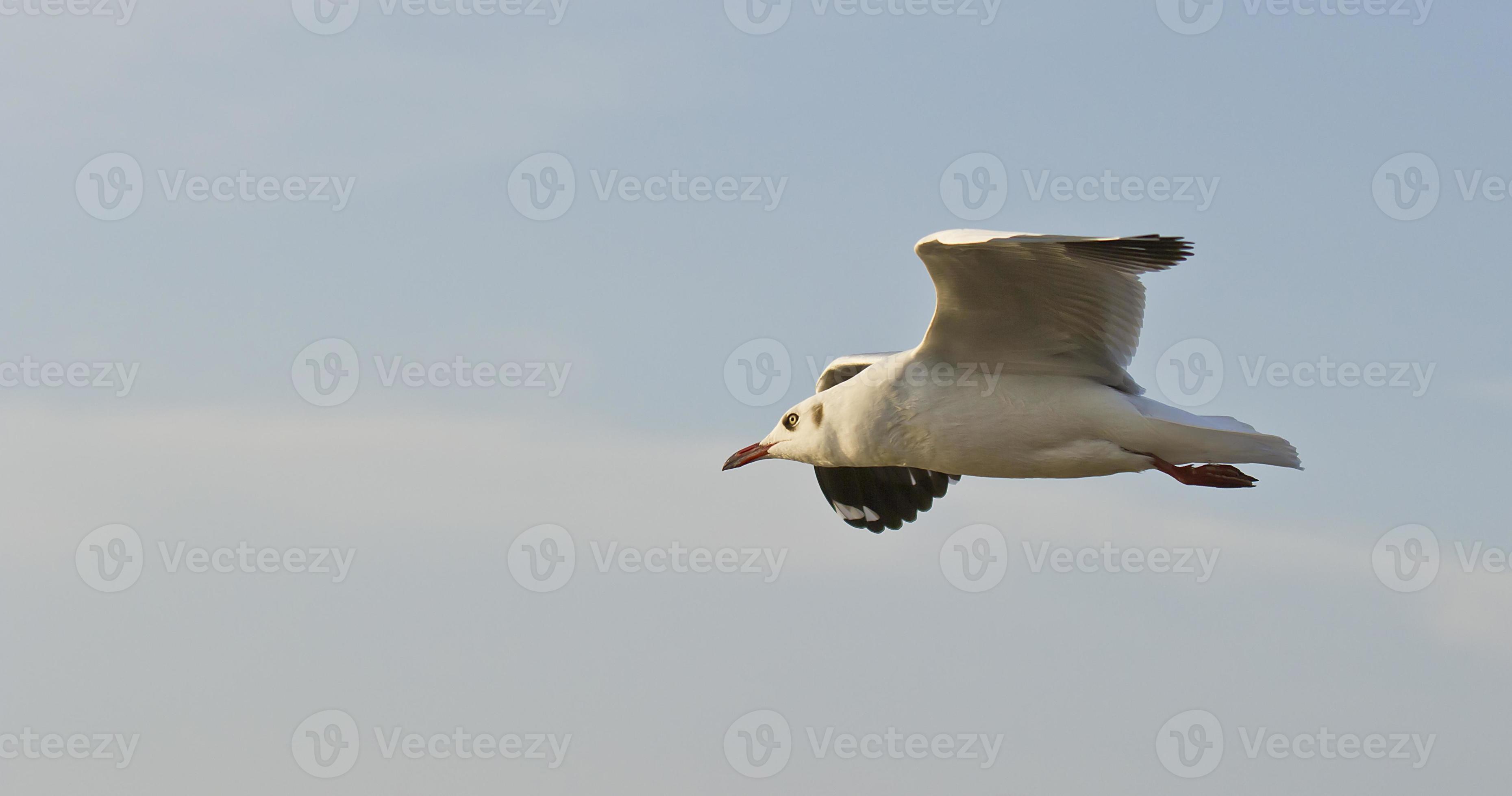 Seagulls are flying photo