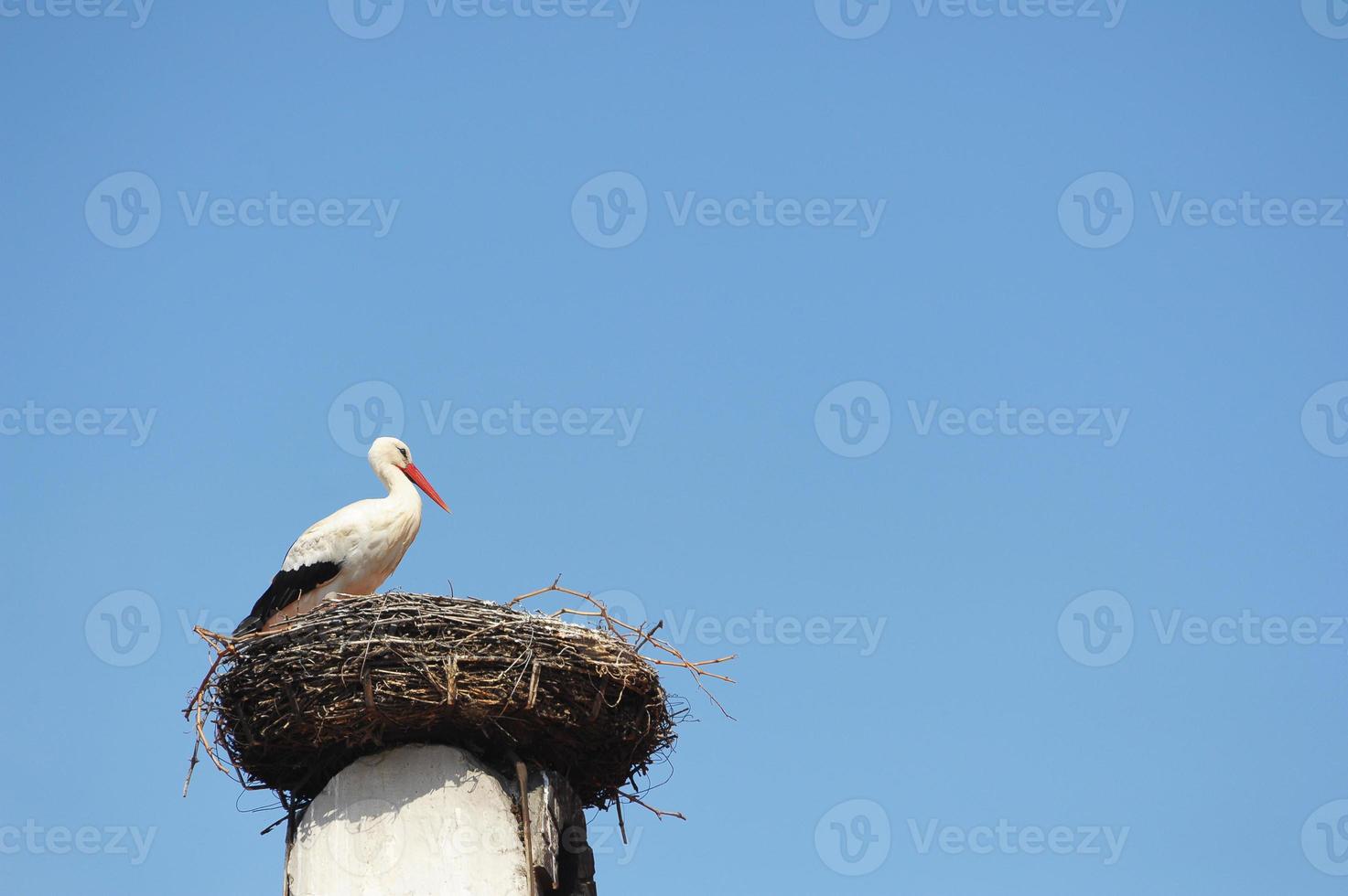 cigüeña posa en su nido foto