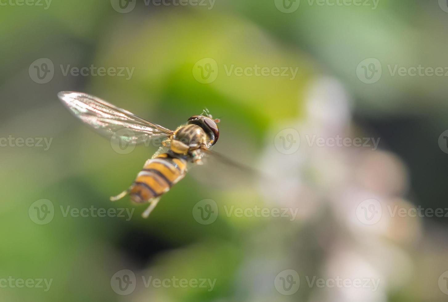 hoverfly in forest photo