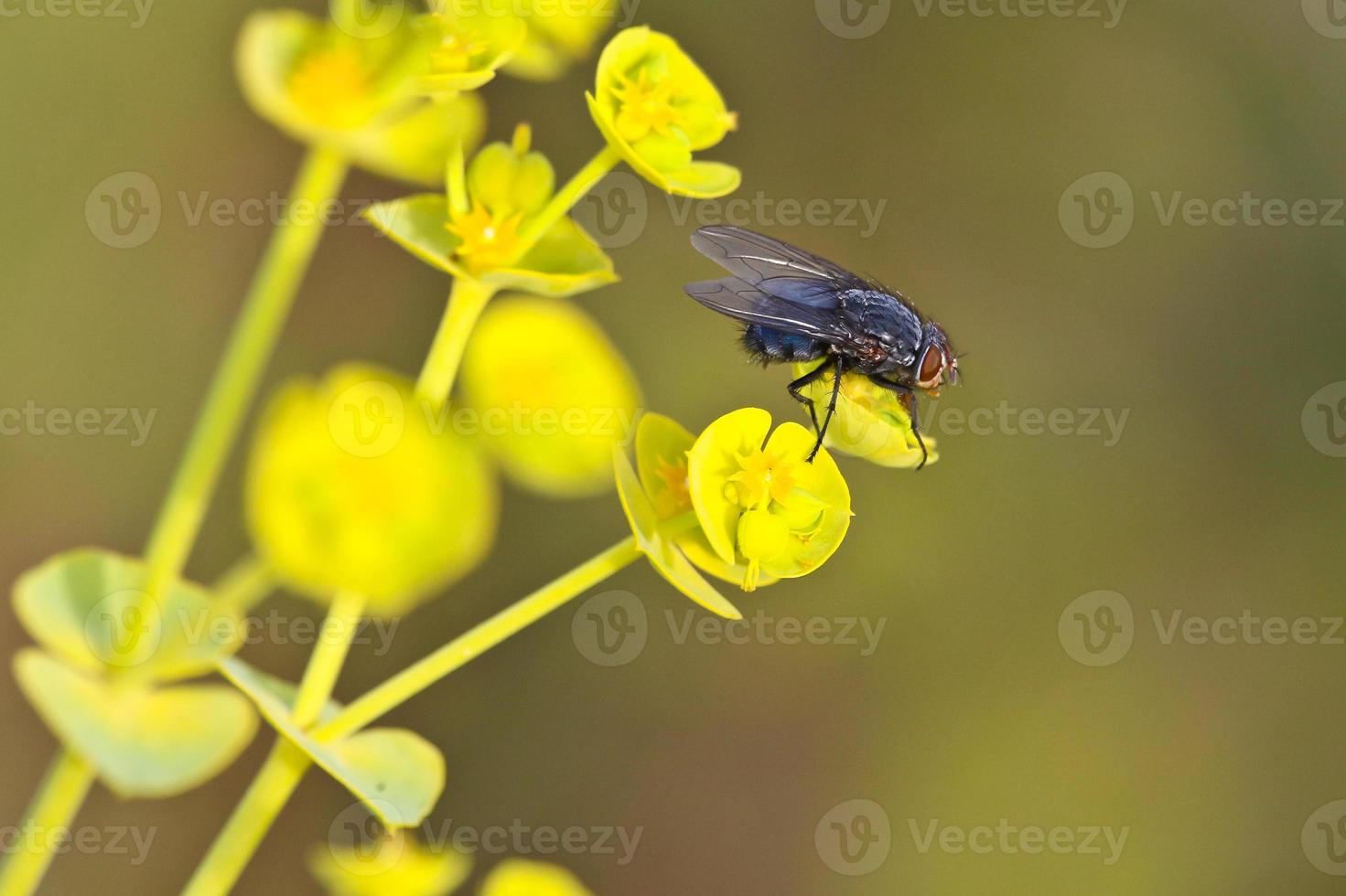 Fly on a green flower photo