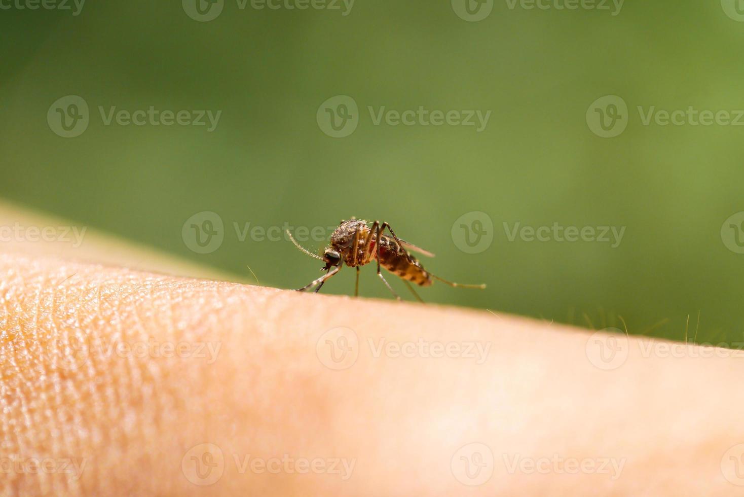 Close-up of a mosquito sucking blood in rainforests. photo