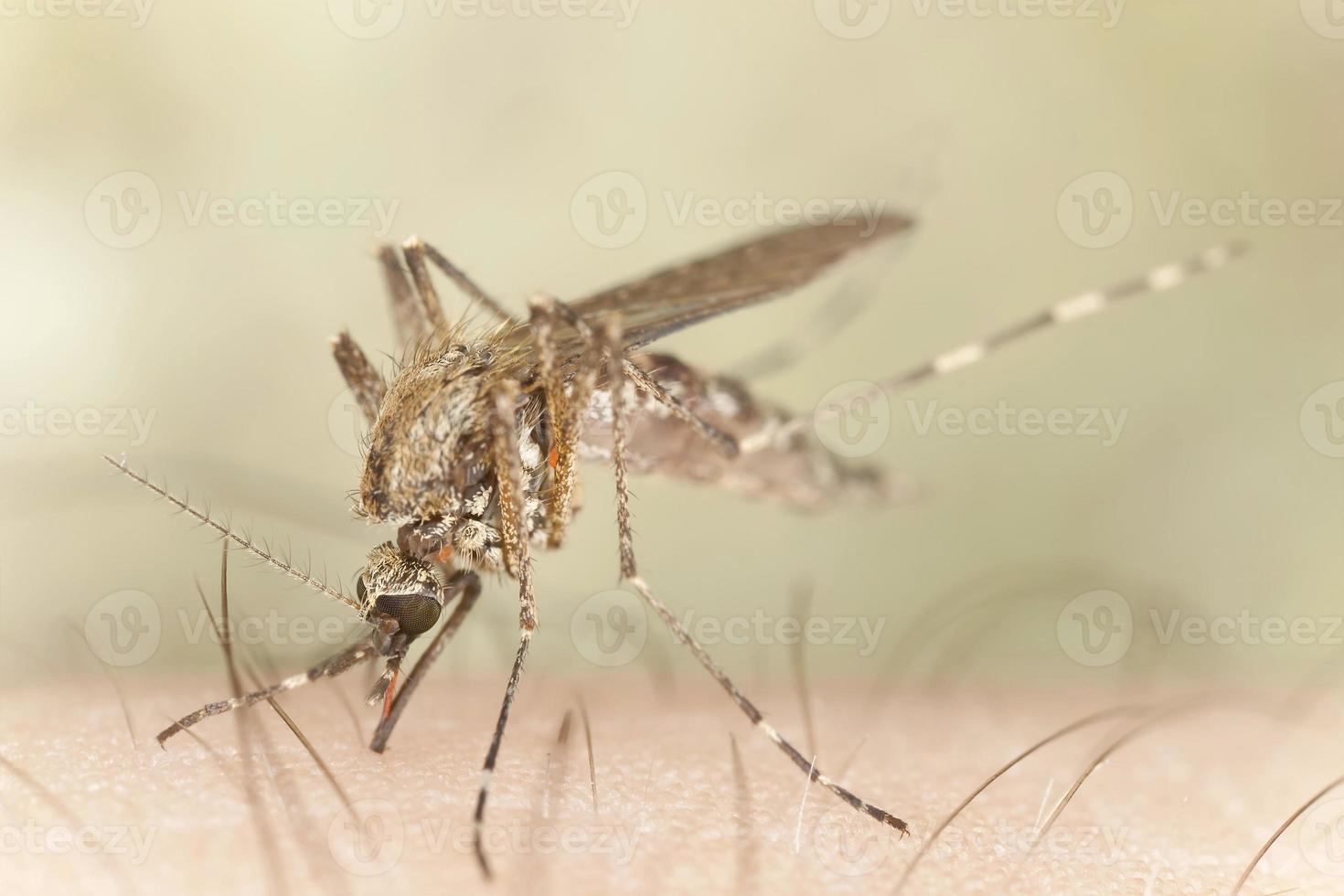 Mosquito sucking blood from human, macro photo