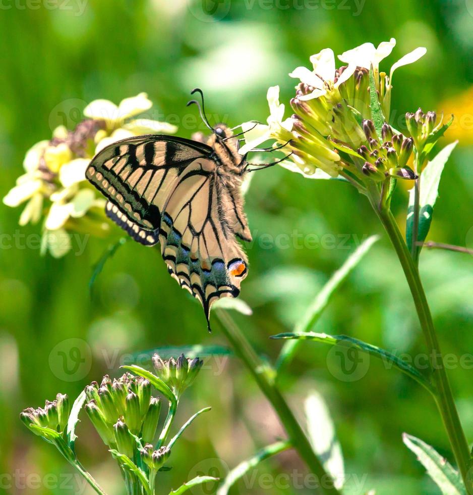 Swallowtail butterfly photo