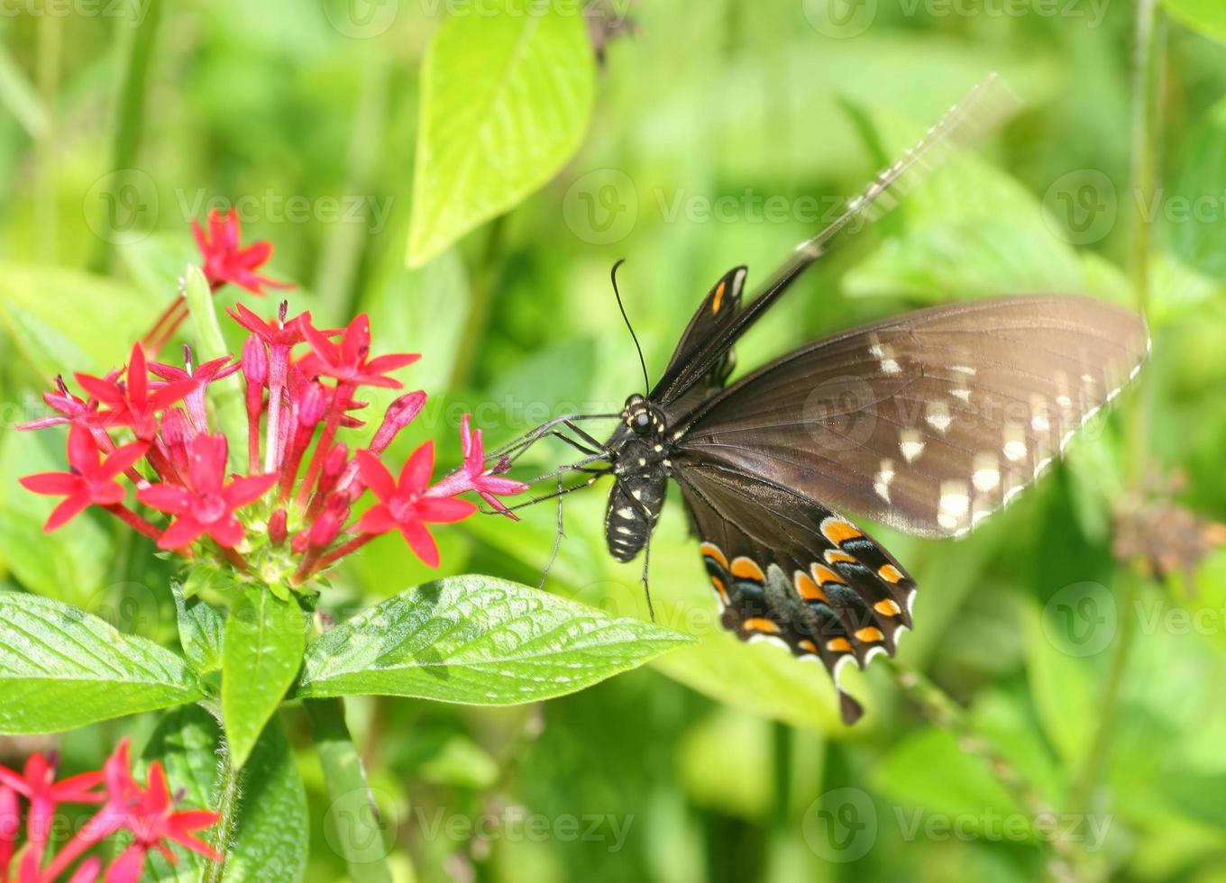 cola de golondrina mariposa en flor foto