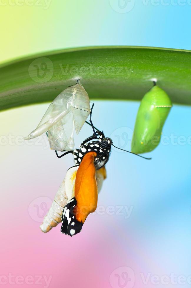 mariposa en hoja después de salir de una crisálida foto