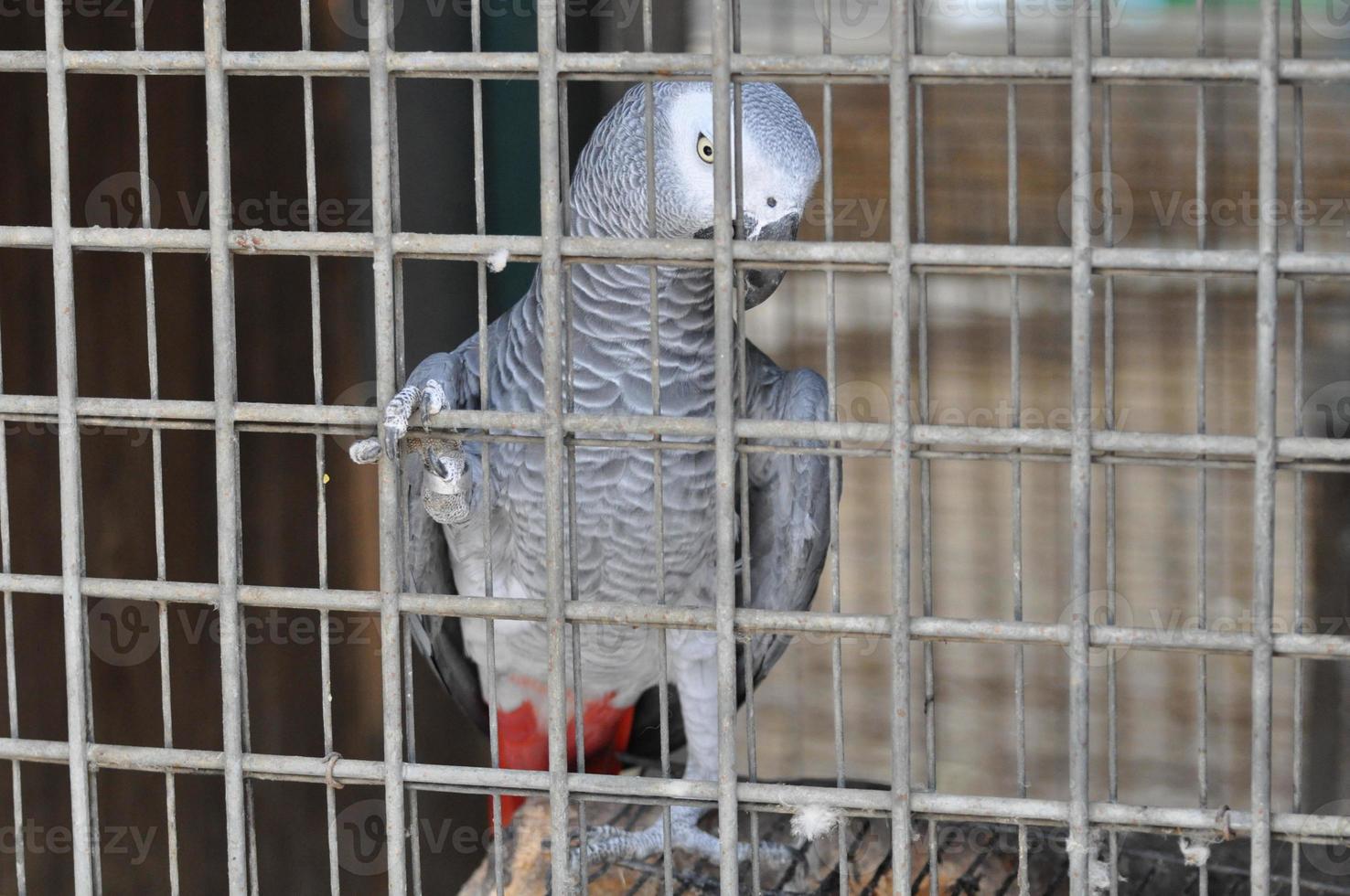 African Gray Parrot photo