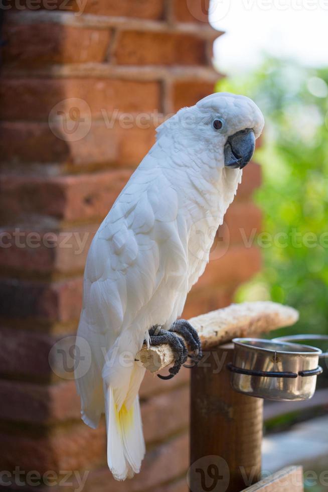 Large white parrot cockatoo photo