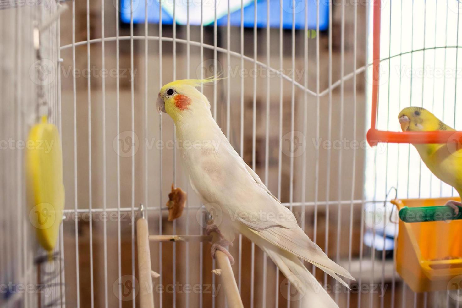 Corella parrot in a cage photo