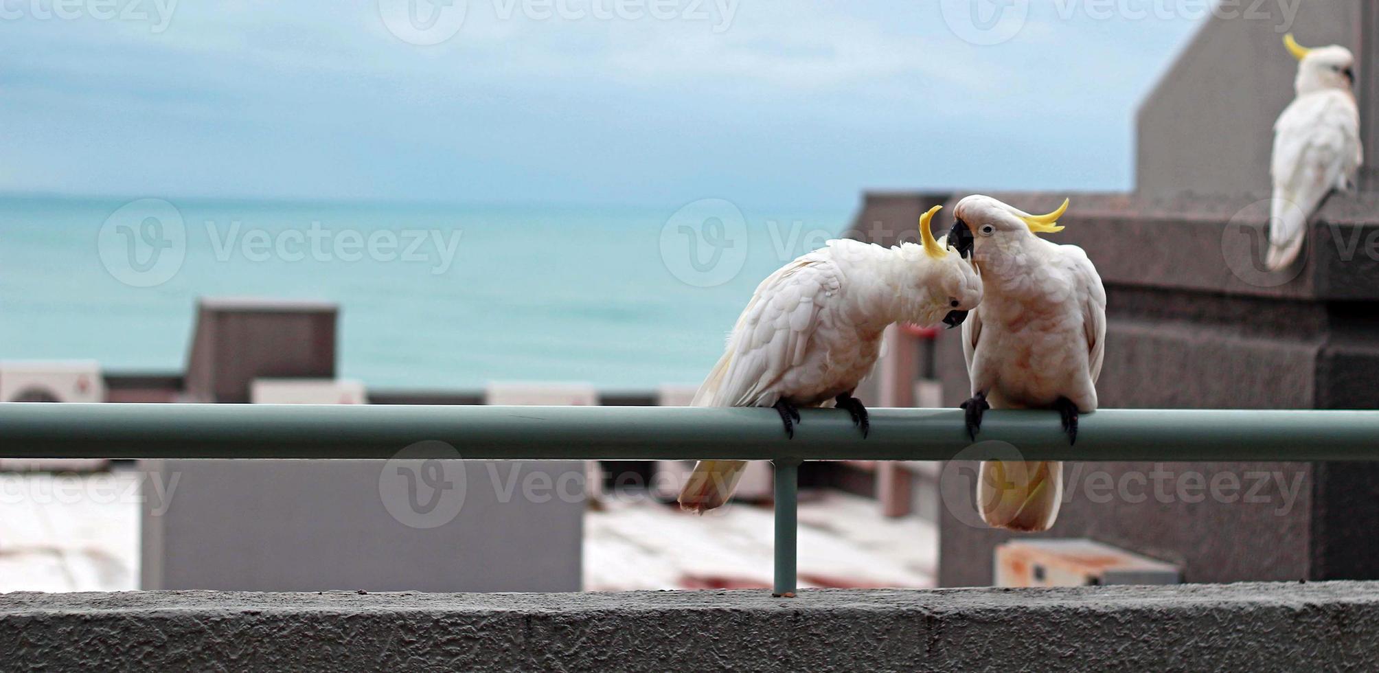 Cockatoos on a balcony 802981 Stock Photo at Vecteezy
