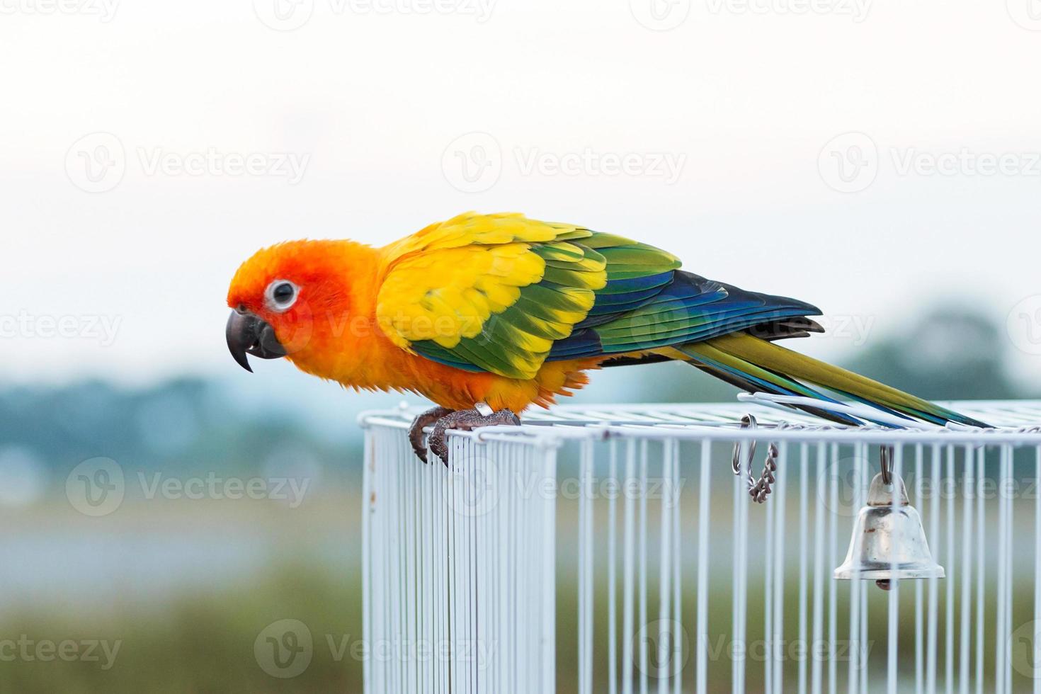 Sun conure parrot ,bird photo