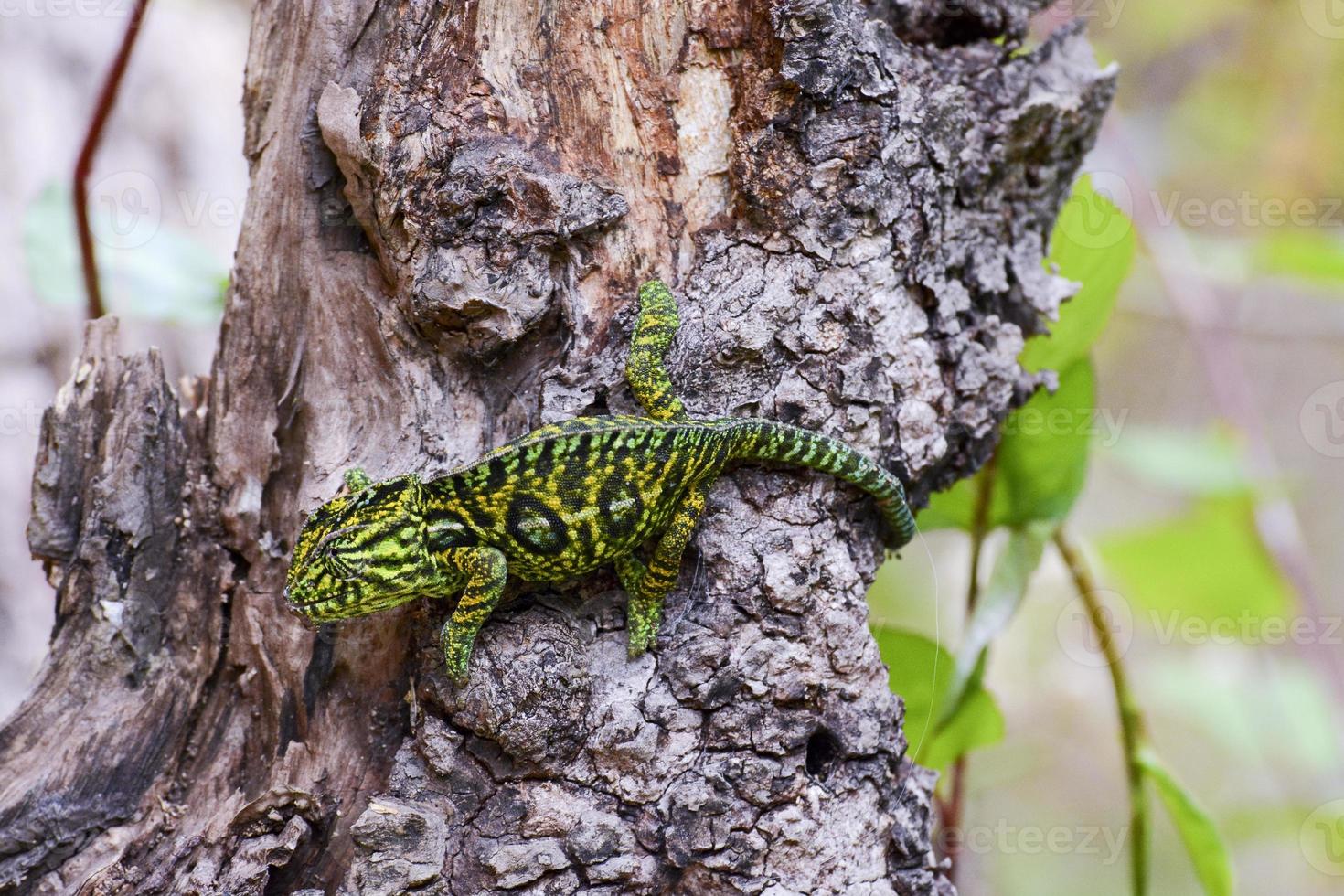 Carpet Chameleon (Furcifer lateralis lateralis) - Rare Madagasca photo