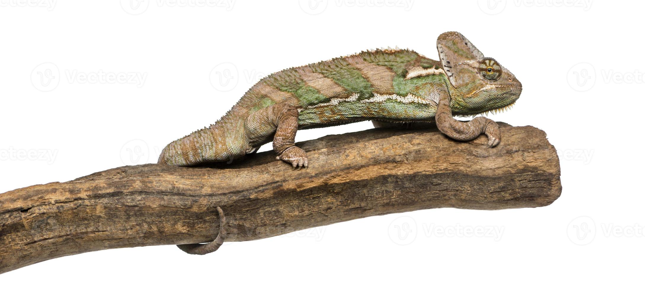 Vista lateral del camaleón velado de pie sobre una rama foto