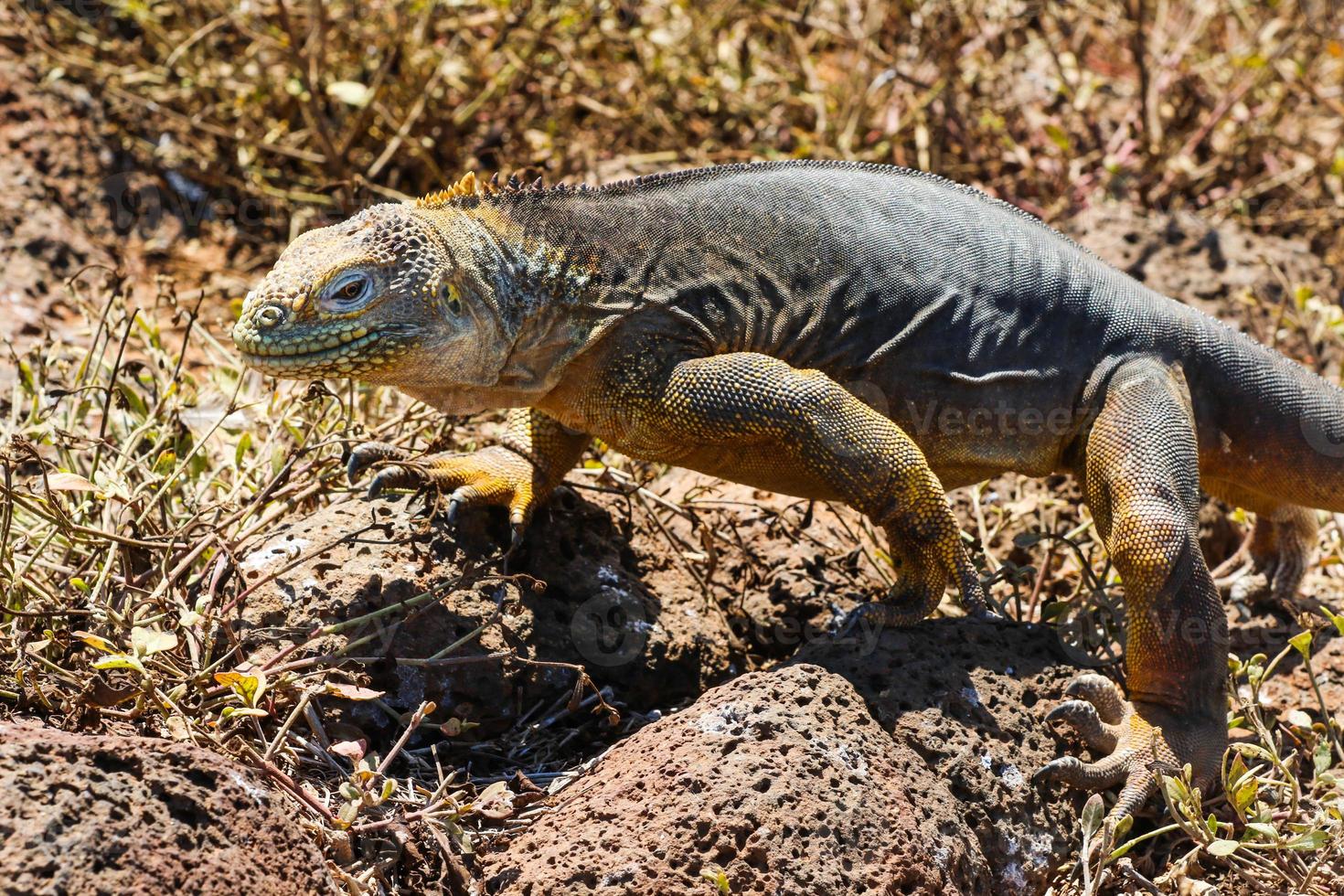Land Iguana in Galapagos Islands photo