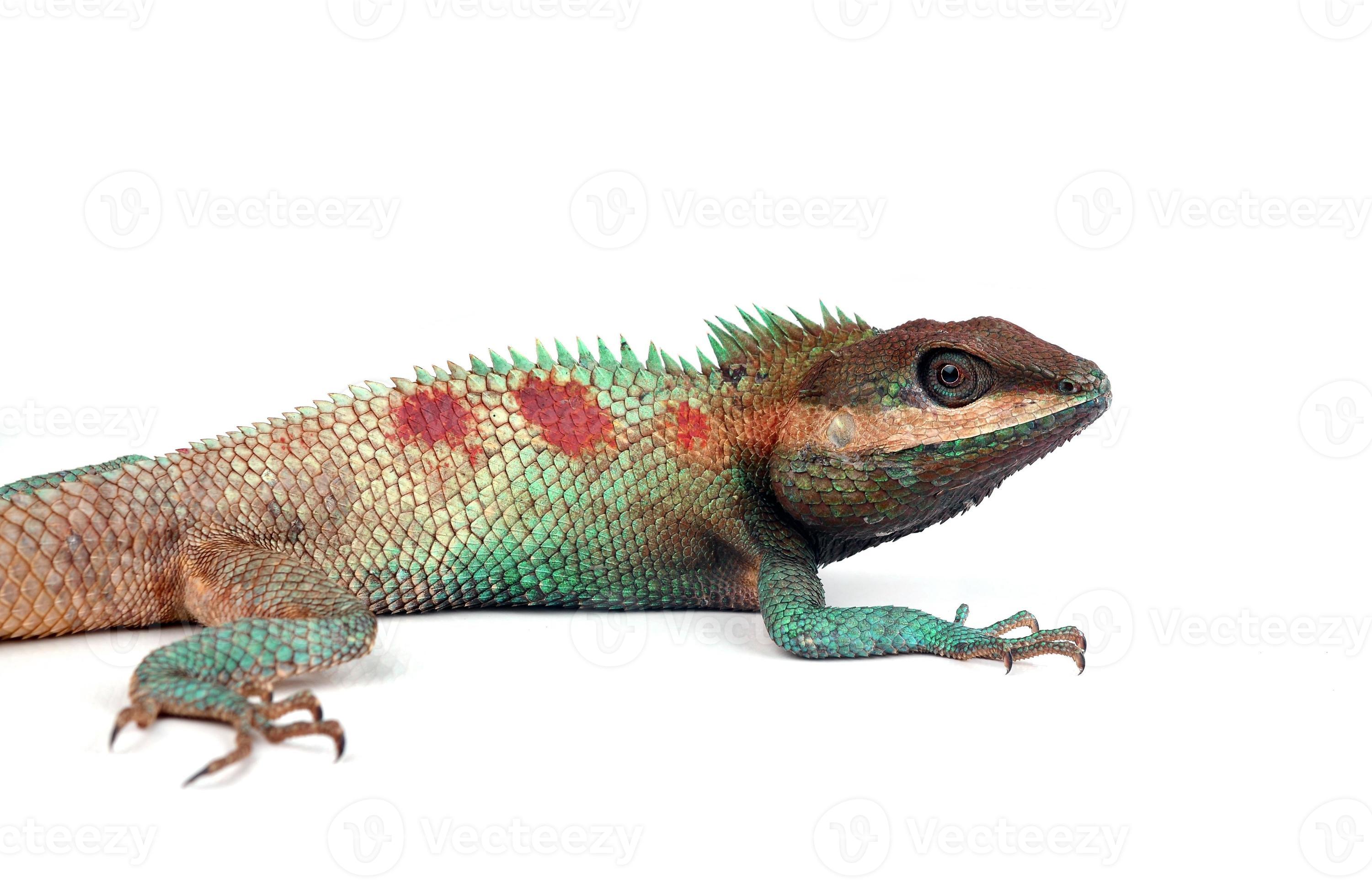 lacerta 803203 Stock Photo at Vecteezy