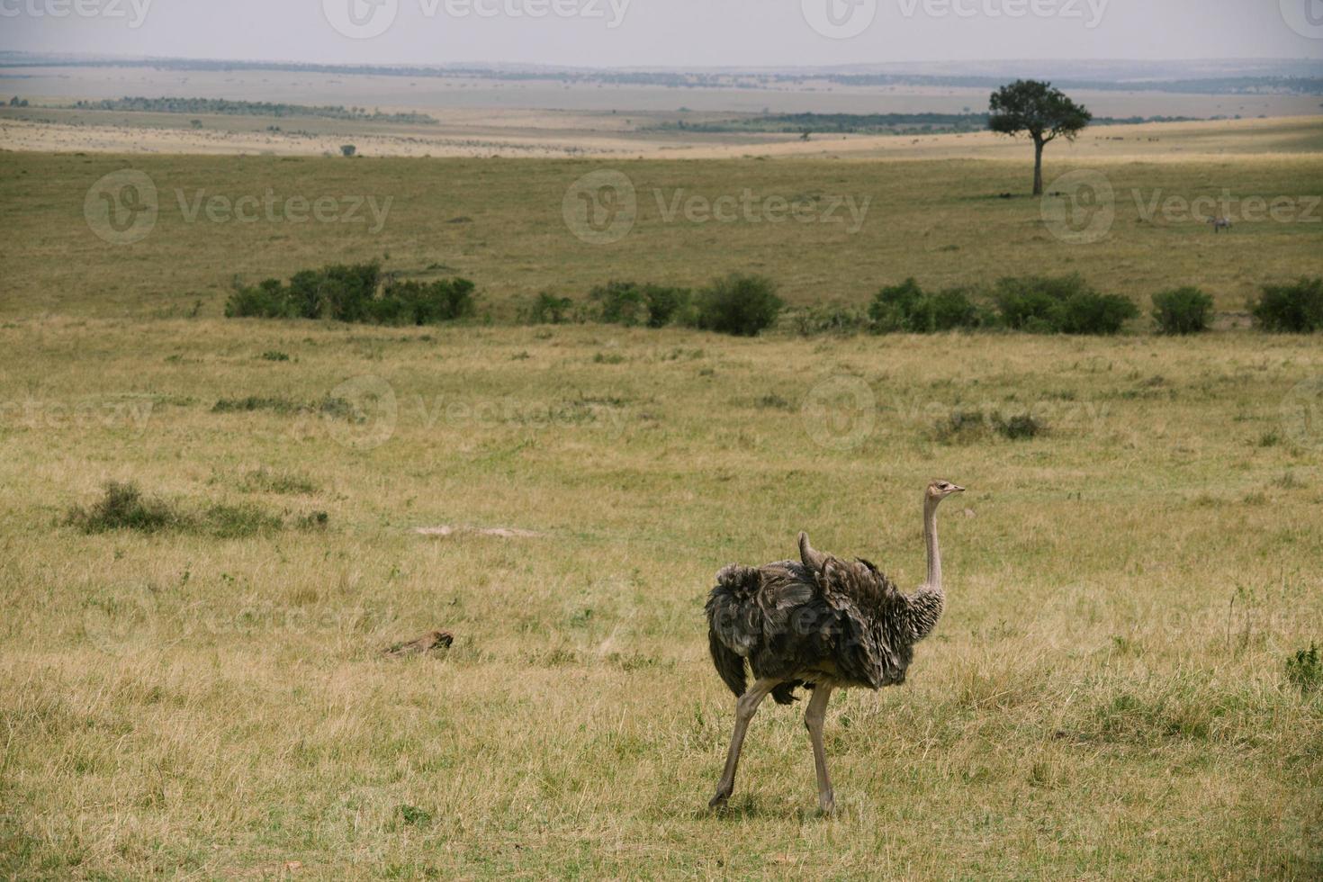 avestruz en kenia foto