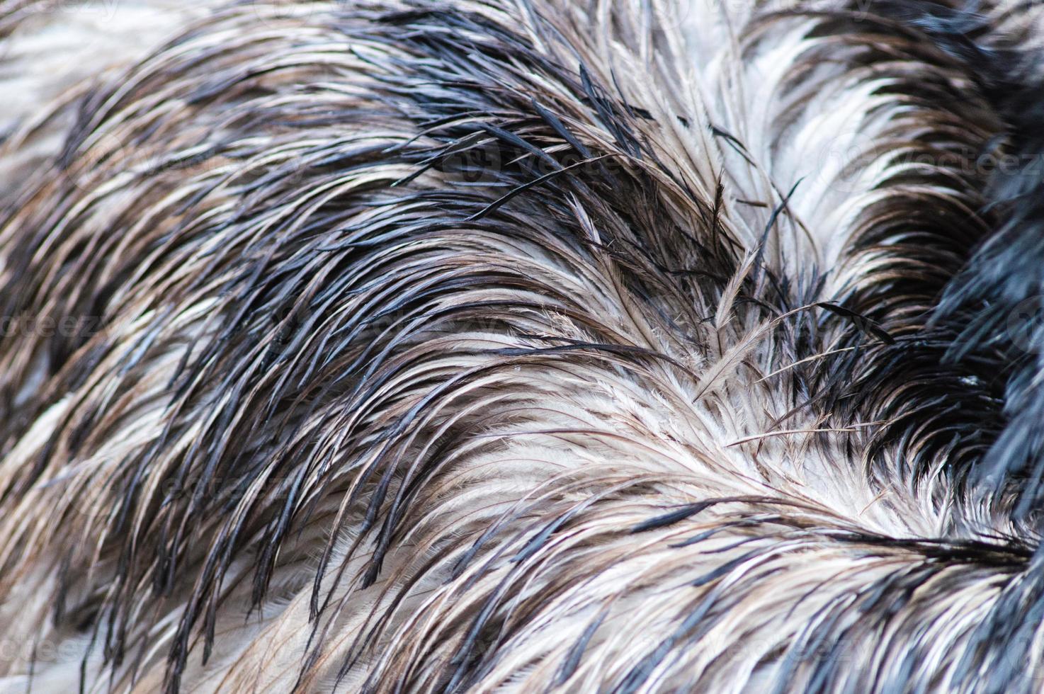 Ostrich feather background. 803606 Stock Photo at Vecteezy