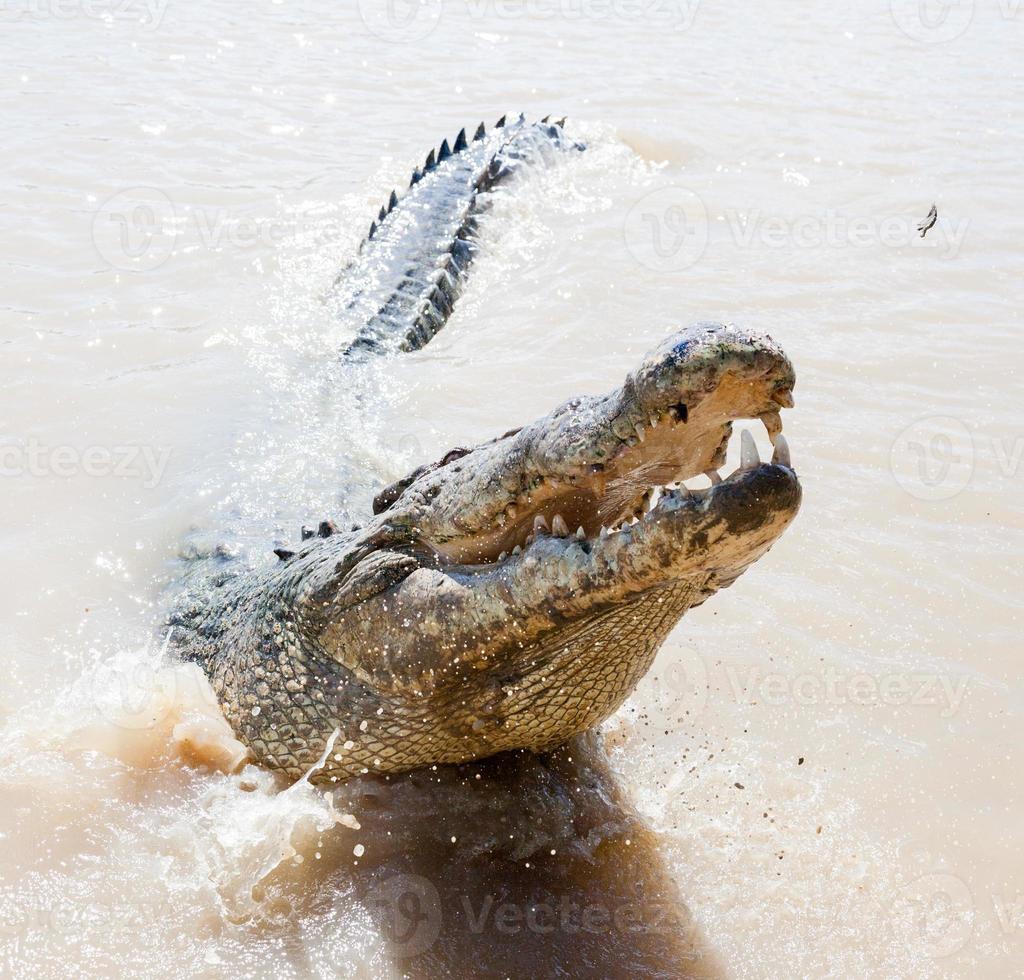 jumping crocodiles Aidelaide river Australia photo