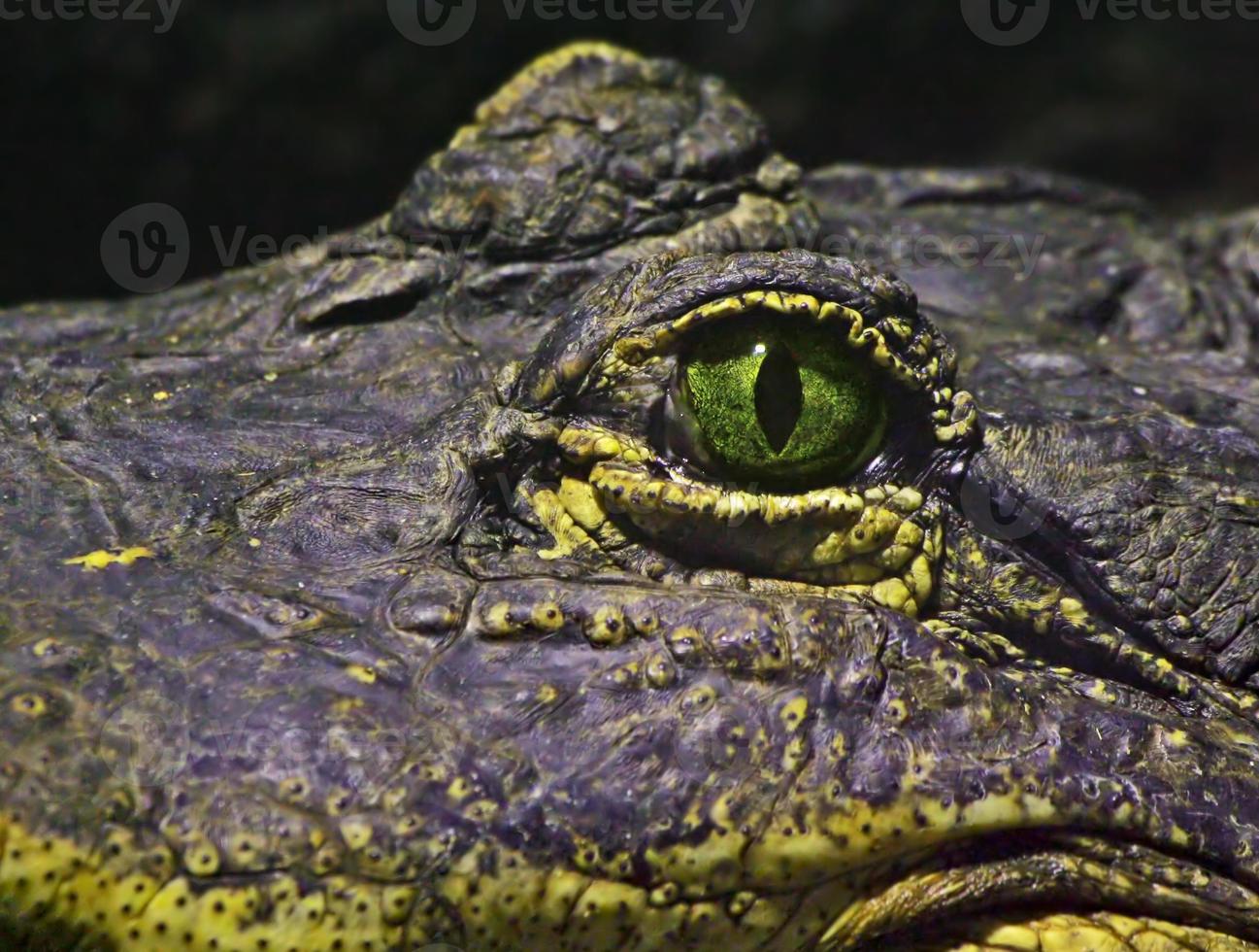 eye of a crocodile photo