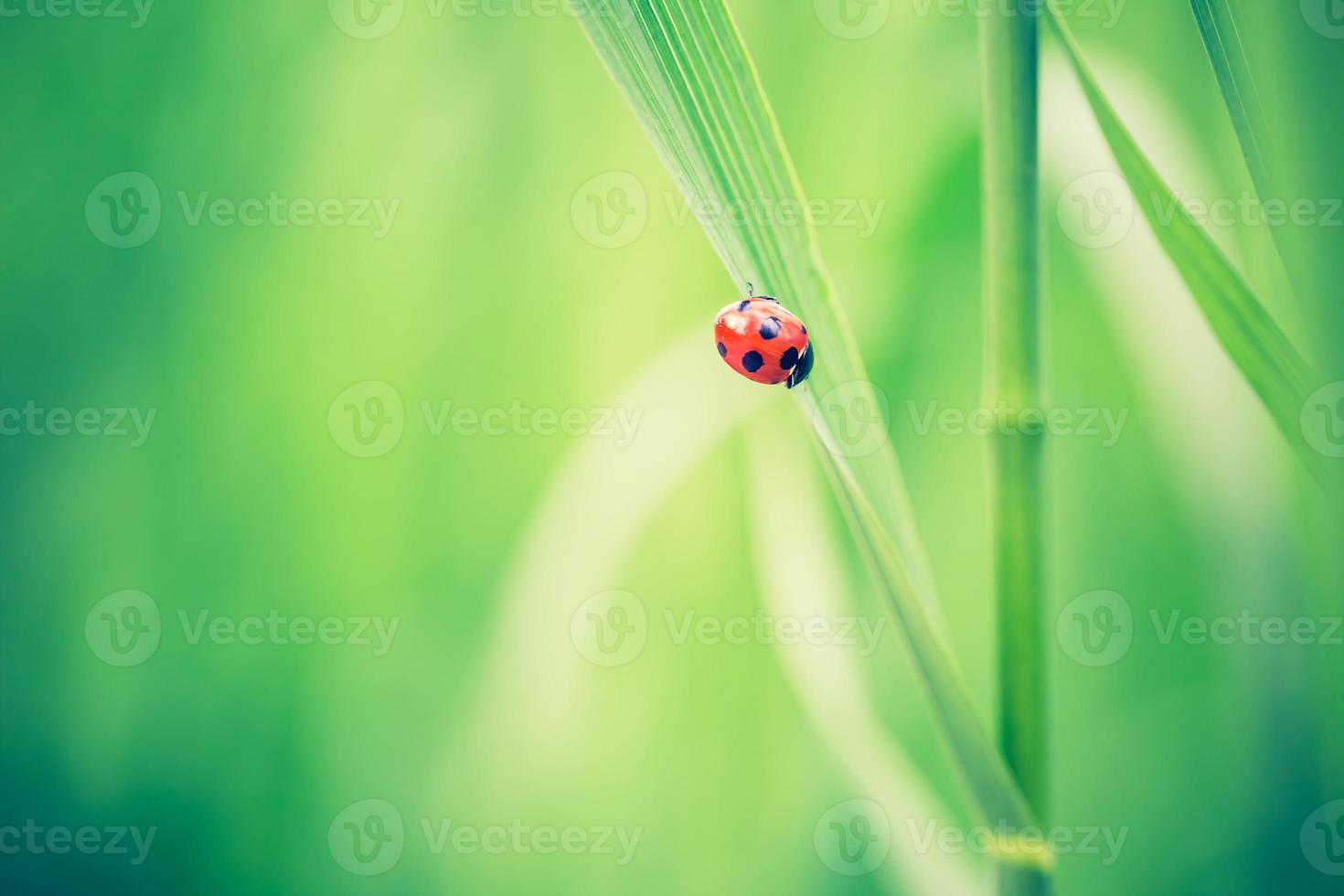 Beautiful vintage photo of ladybug