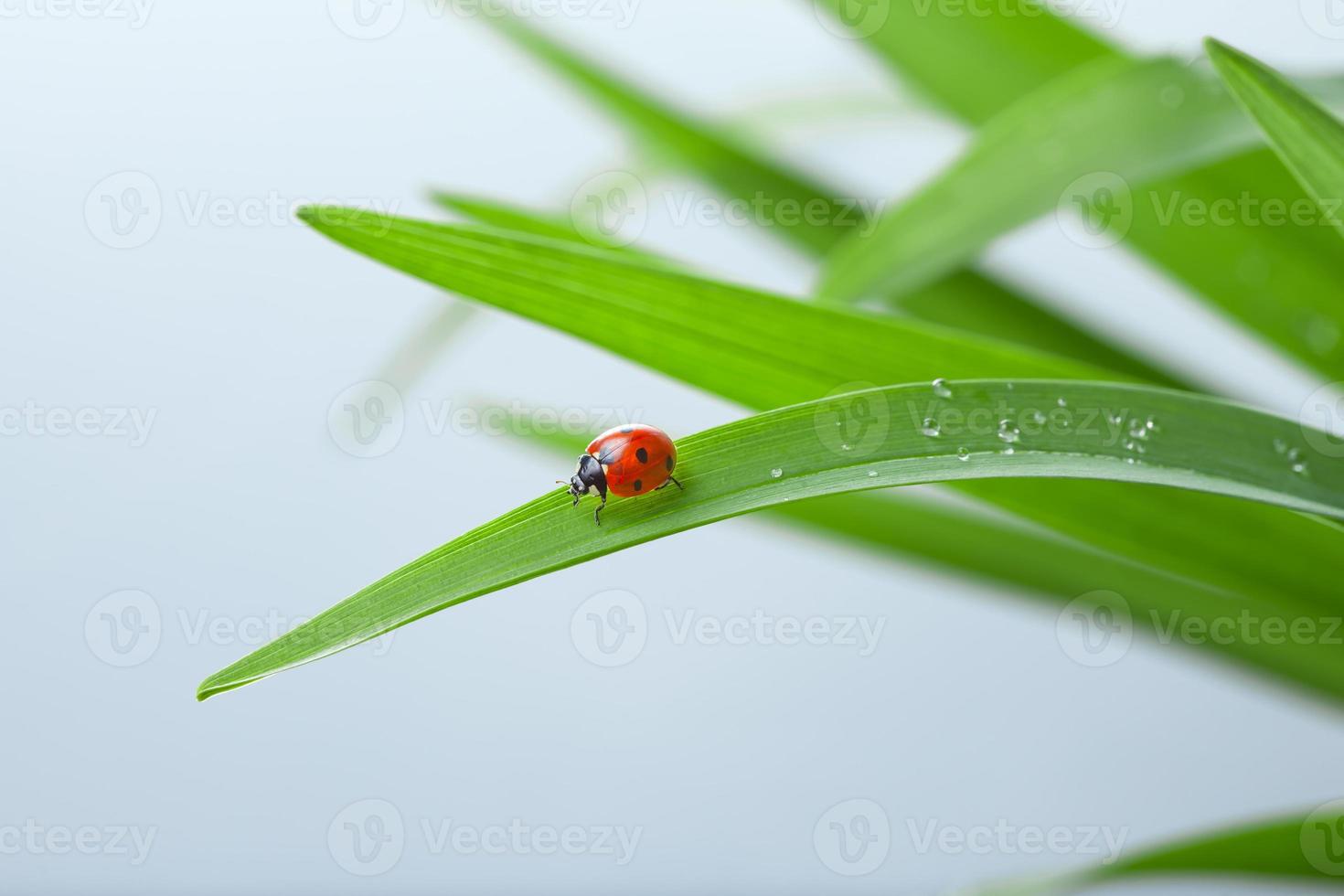 Ladybug on Leaf photo