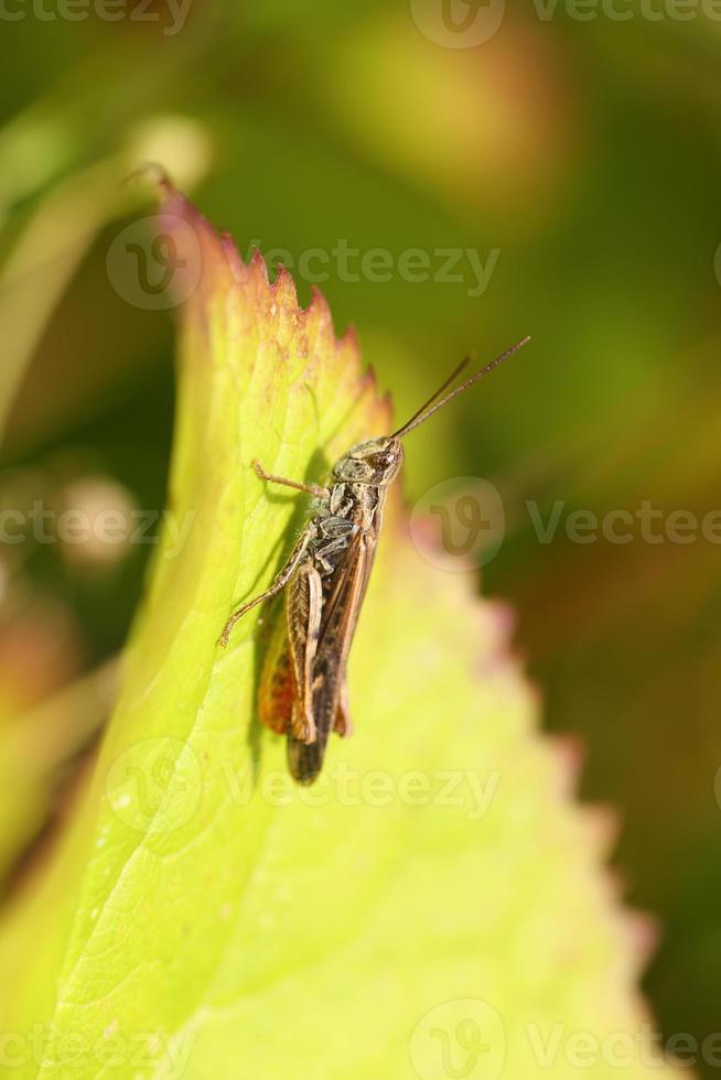 Brown Plant Hopper Stock Photos, Images and Backgrounds for Free Download