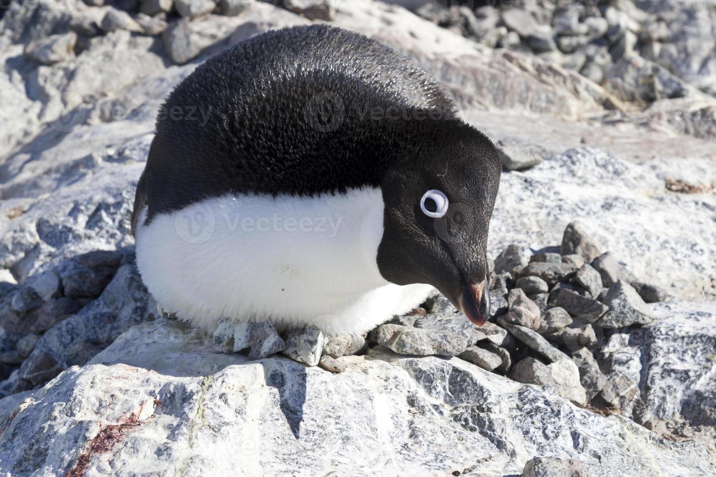 pingüino adelie hembra sentado en el nido y observador aterrador foto