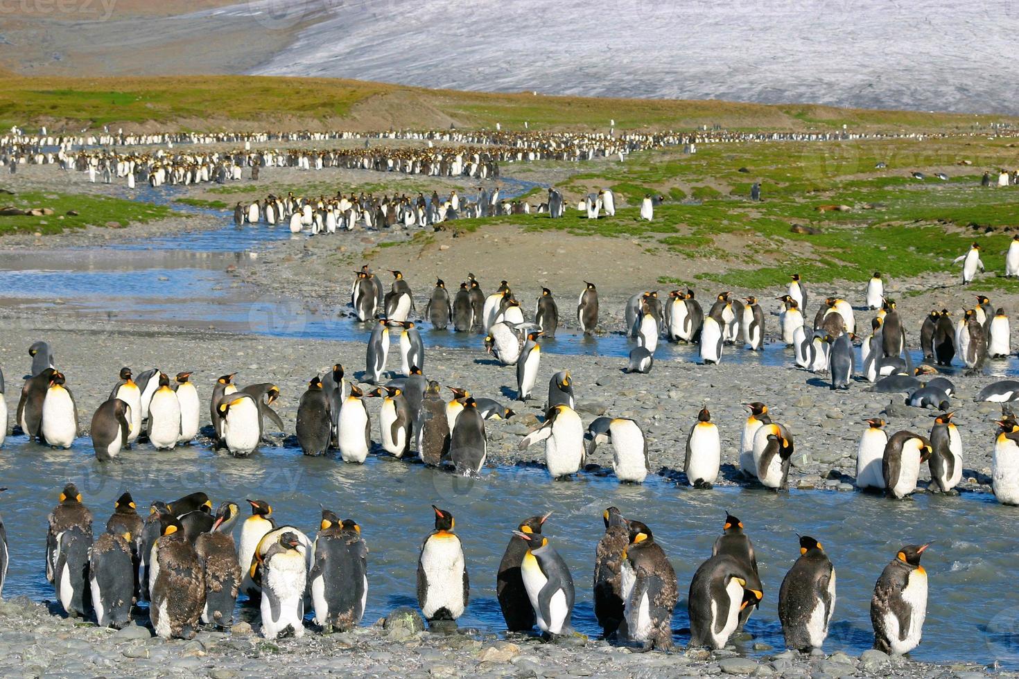 Young king penguins photo