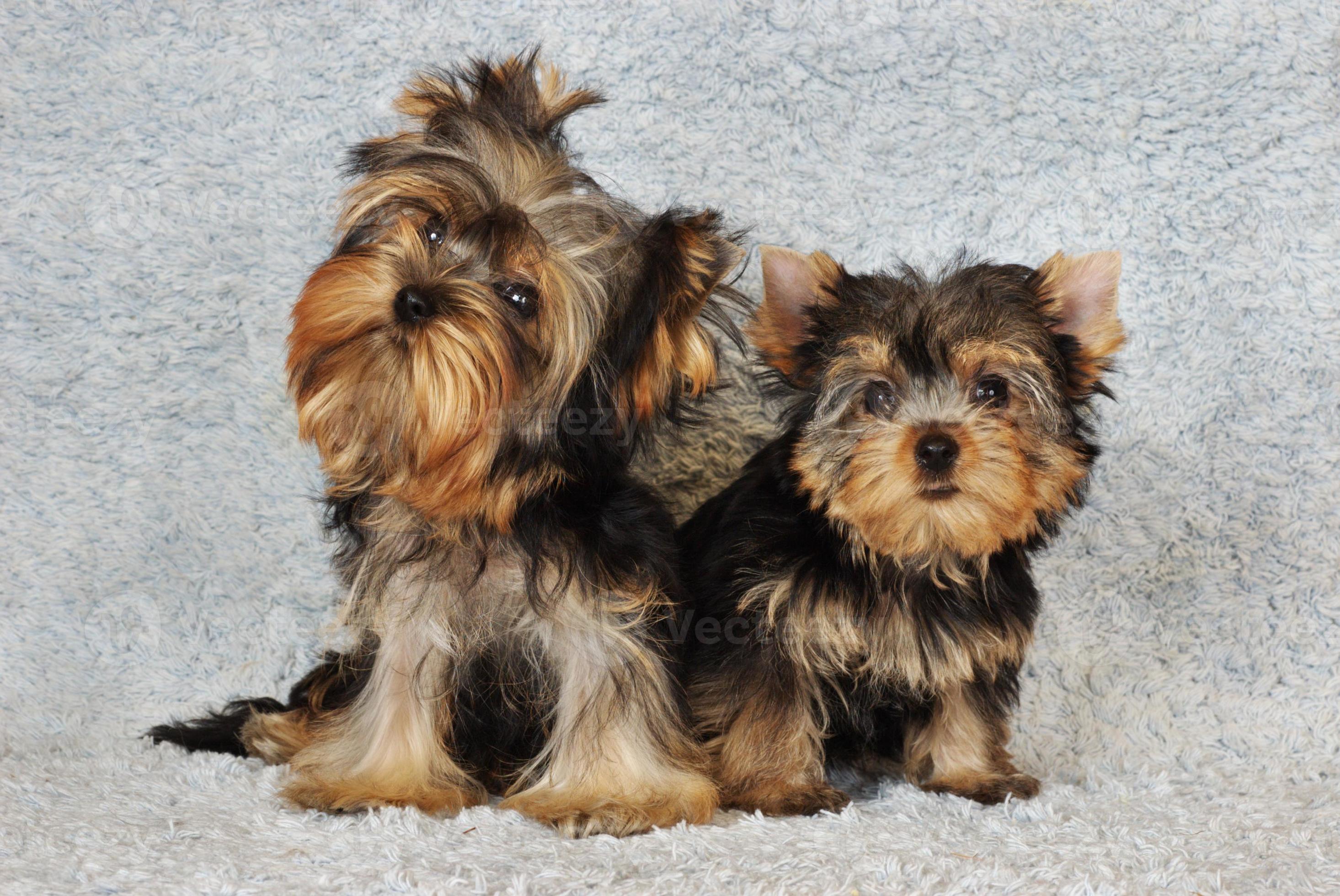 two puppies Yorkshire terrier photo